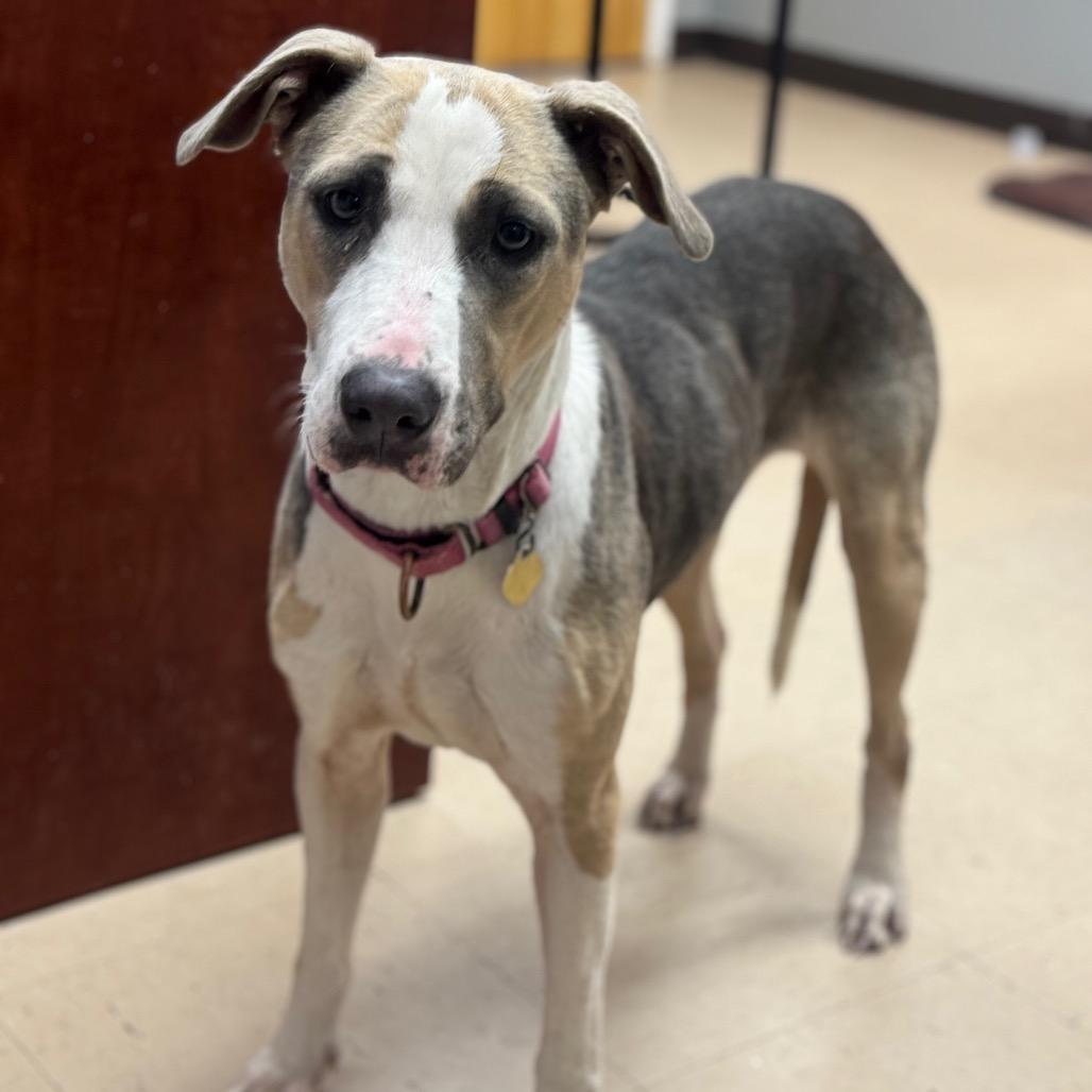Pancake, a Adoptable Mixed Breed in Auburn, AL image 3/6