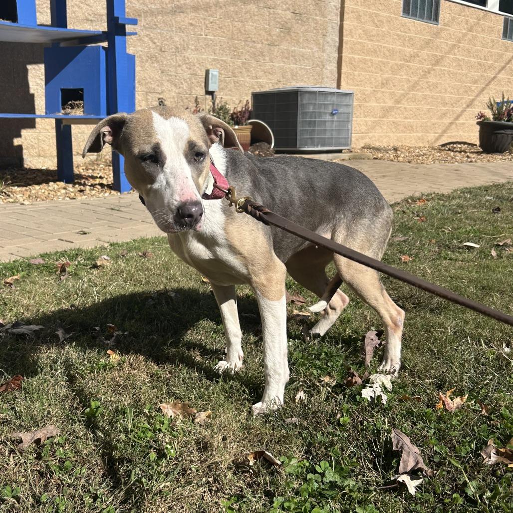 Pancake, a Adoptable Mixed Breed in Auburn, AL image 4/6