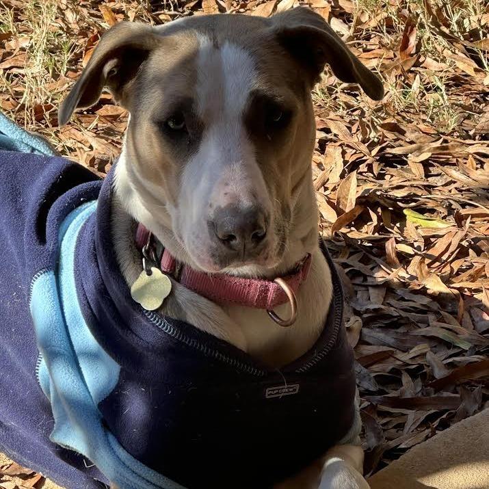 Enlarge Pancake, a Adoptable Mixed Breed in Auburn, AL image 3/6