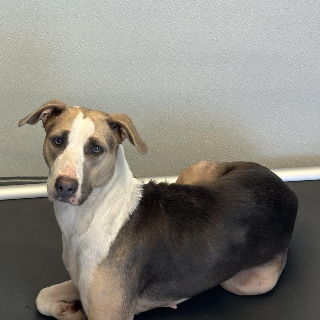 Pancake, a Adoptable Mixed Breed in Auburn, AL image 5/6