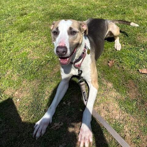 Enlarge Pancake, a Adoptable Mixed Breed in Auburn, AL image 5/6