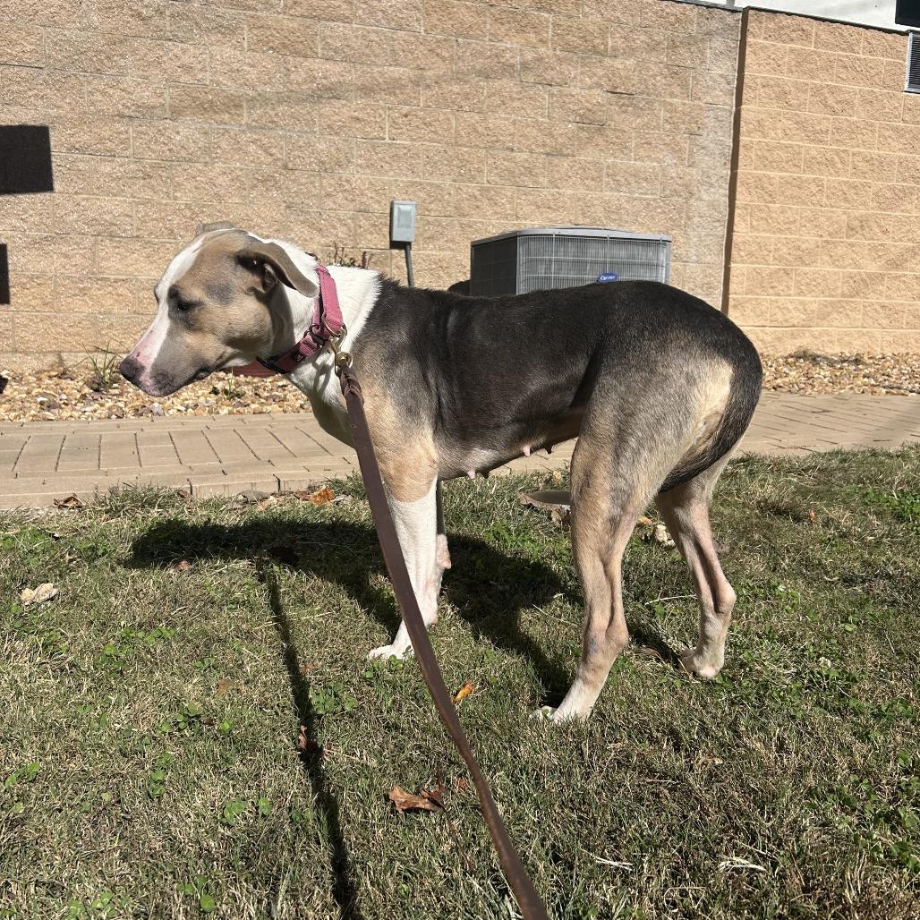 Pancake, a Adoptable Mixed Breed in Auburn, AL image 6/6