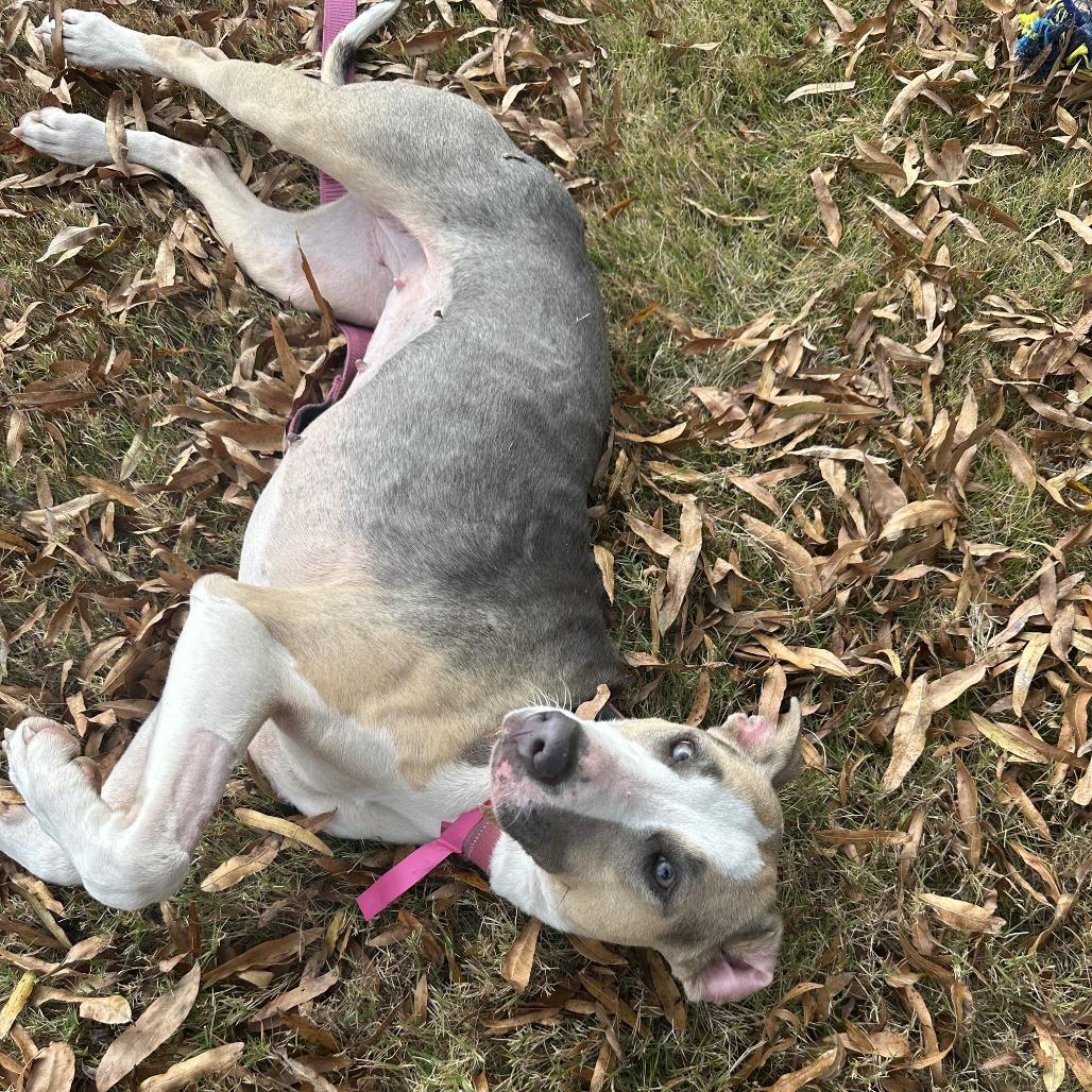 Pancake, a Adoptable Mixed Breed in Auburn, AL image 6/6