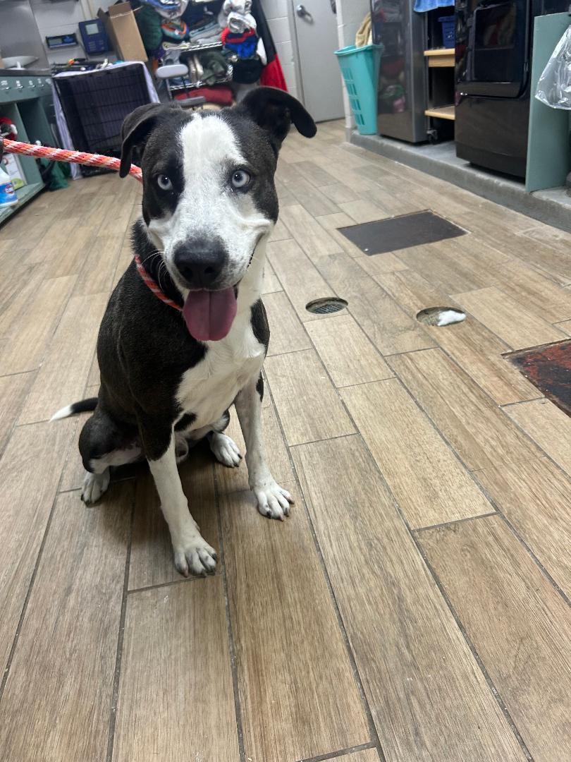 Enlarge Randall, a Adoptable Pit Bull Terrier in Rowlett, TX image 1/3