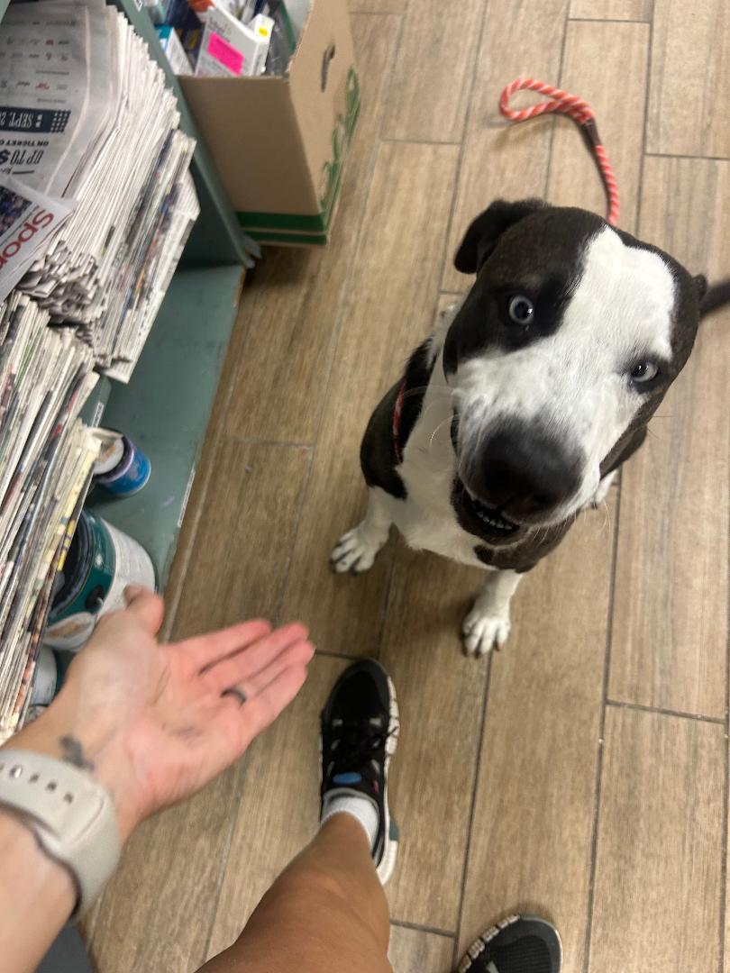 Enlarge Randall, a Adoptable Pit Bull Terrier in Rowlett, TX image 2/3