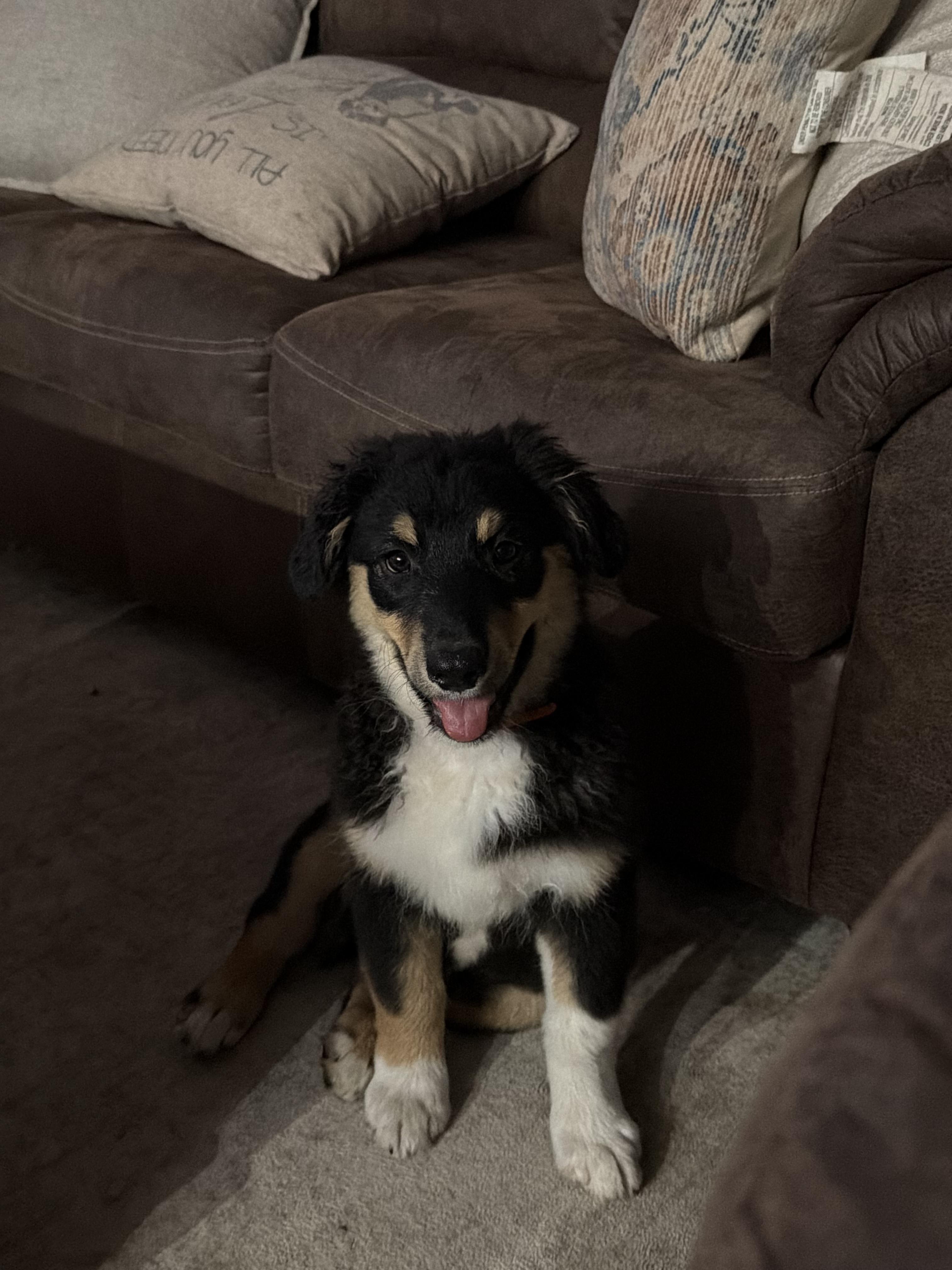 Enlarge Freddy, a Adoptable Australian Shepherd in Whitestown, IN image 5/6