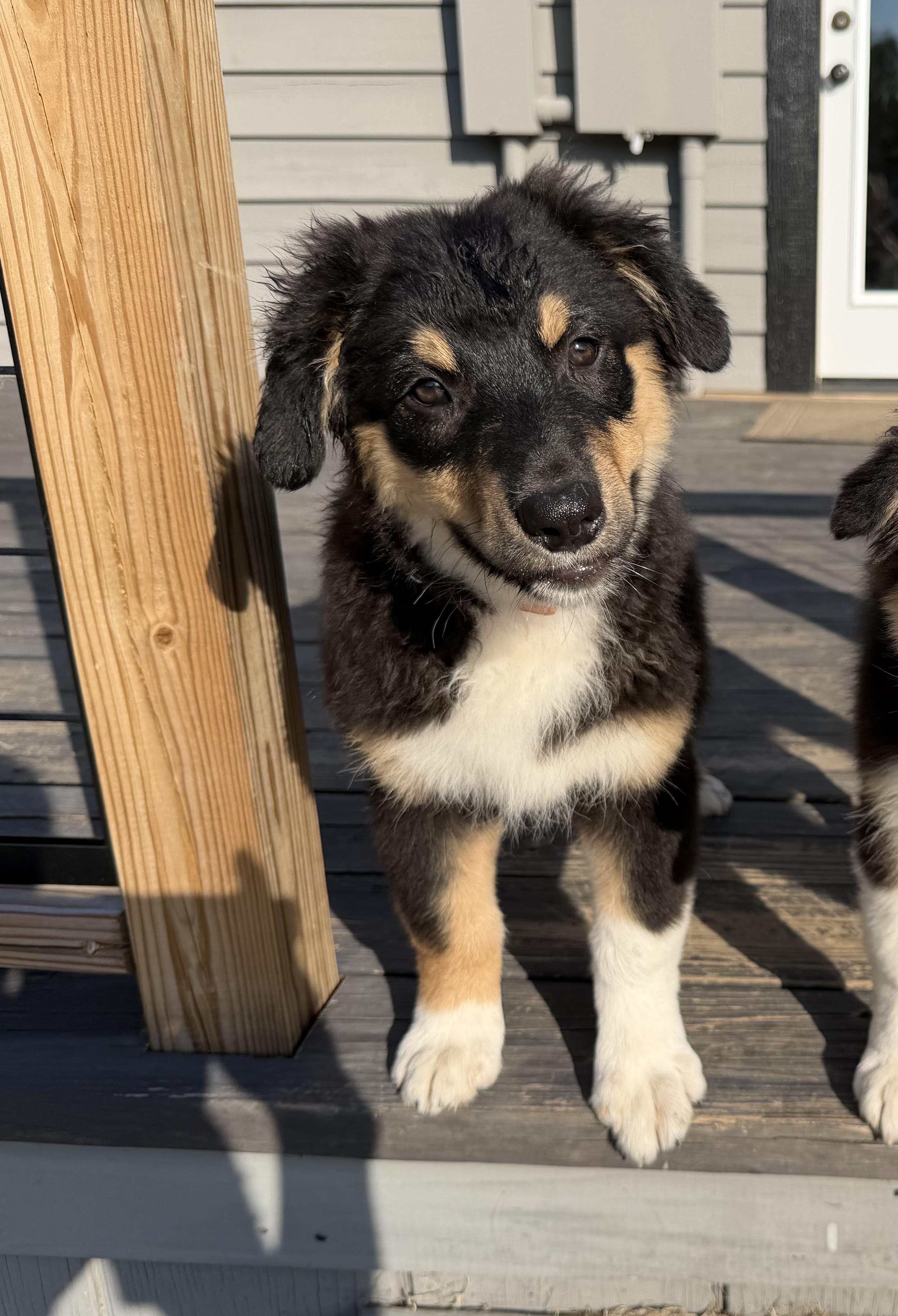 Enlarge Freddy, a Adoptable Australian Shepherd in Whitestown, IN image 4/6