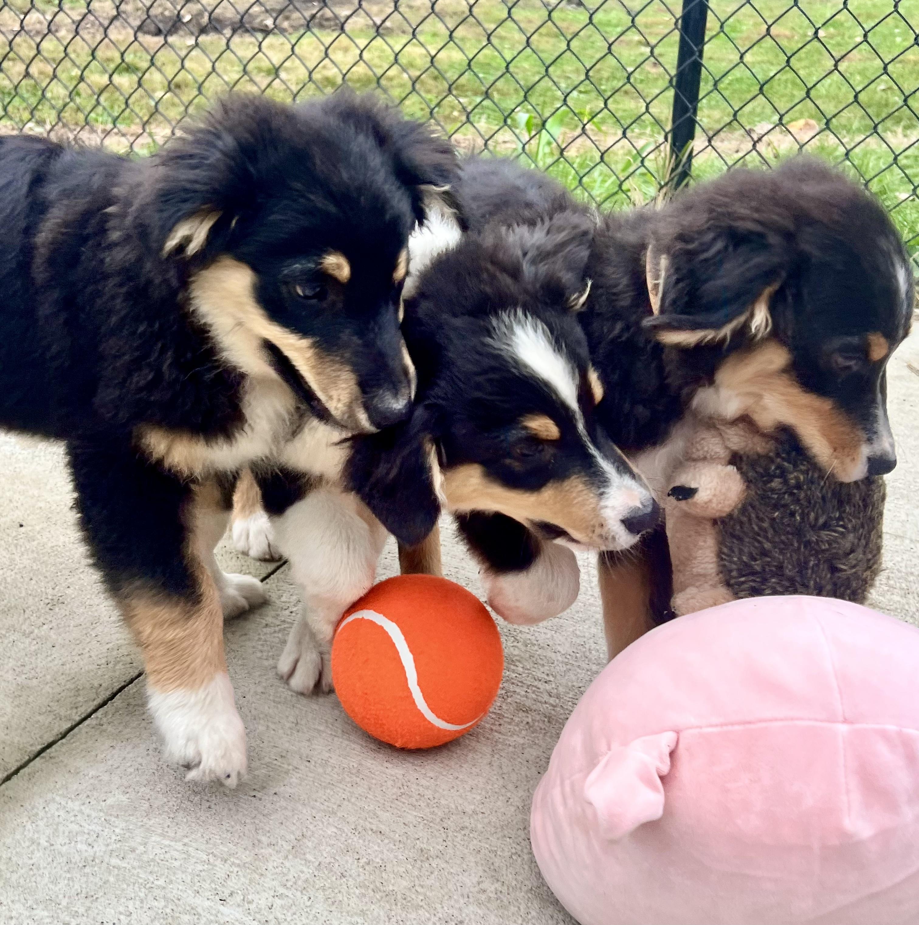 Enlarge Freddy, a Adoptable Australian Shepherd in Whitestown, IN image 1/6