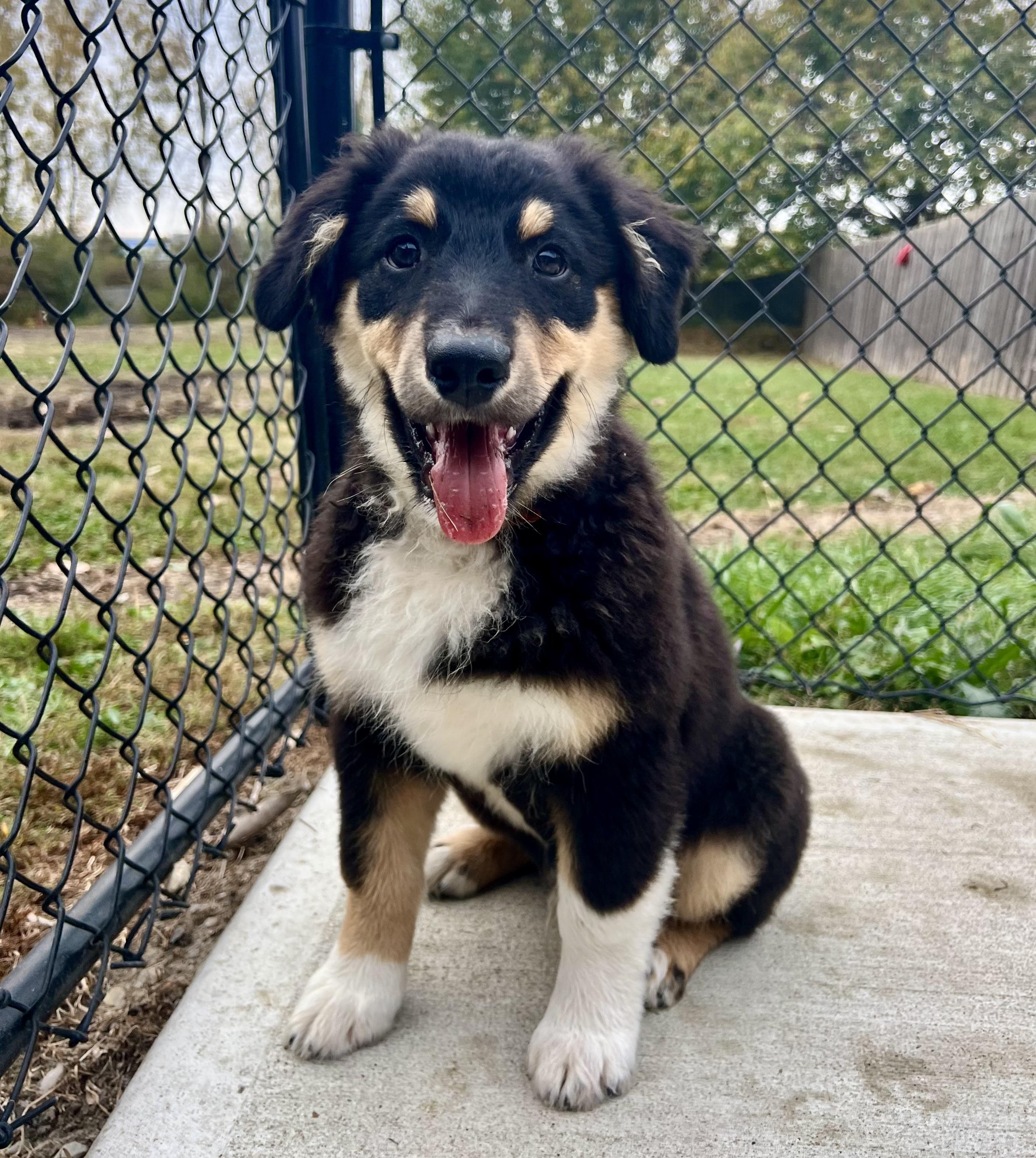 Enlarge Freddy, a Adoptable Australian Shepherd in Whitestown, IN image 6/6
