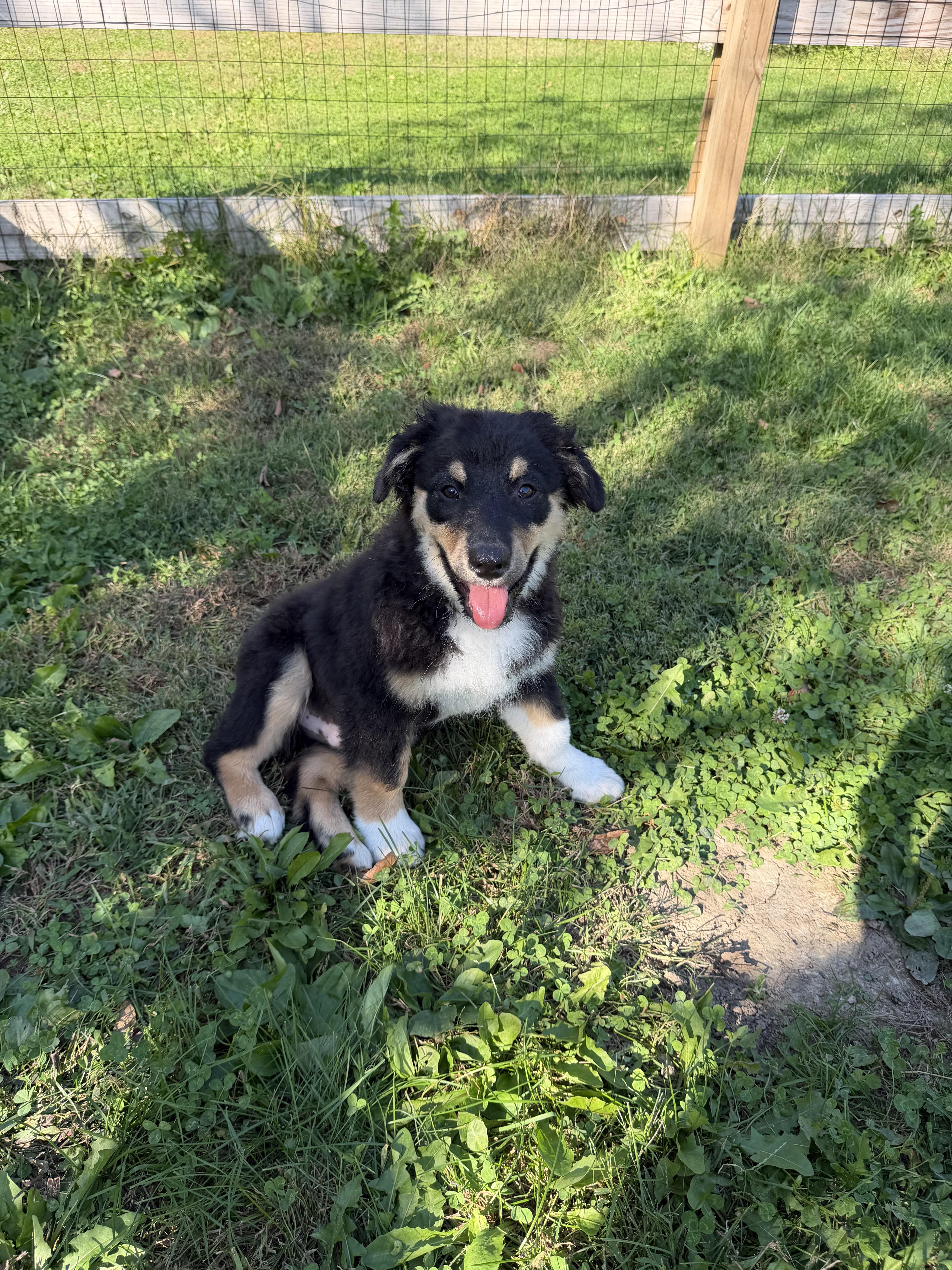 Enlarge Freddy, a Adoptable Australian Shepherd in Whitestown, IN image 3/6