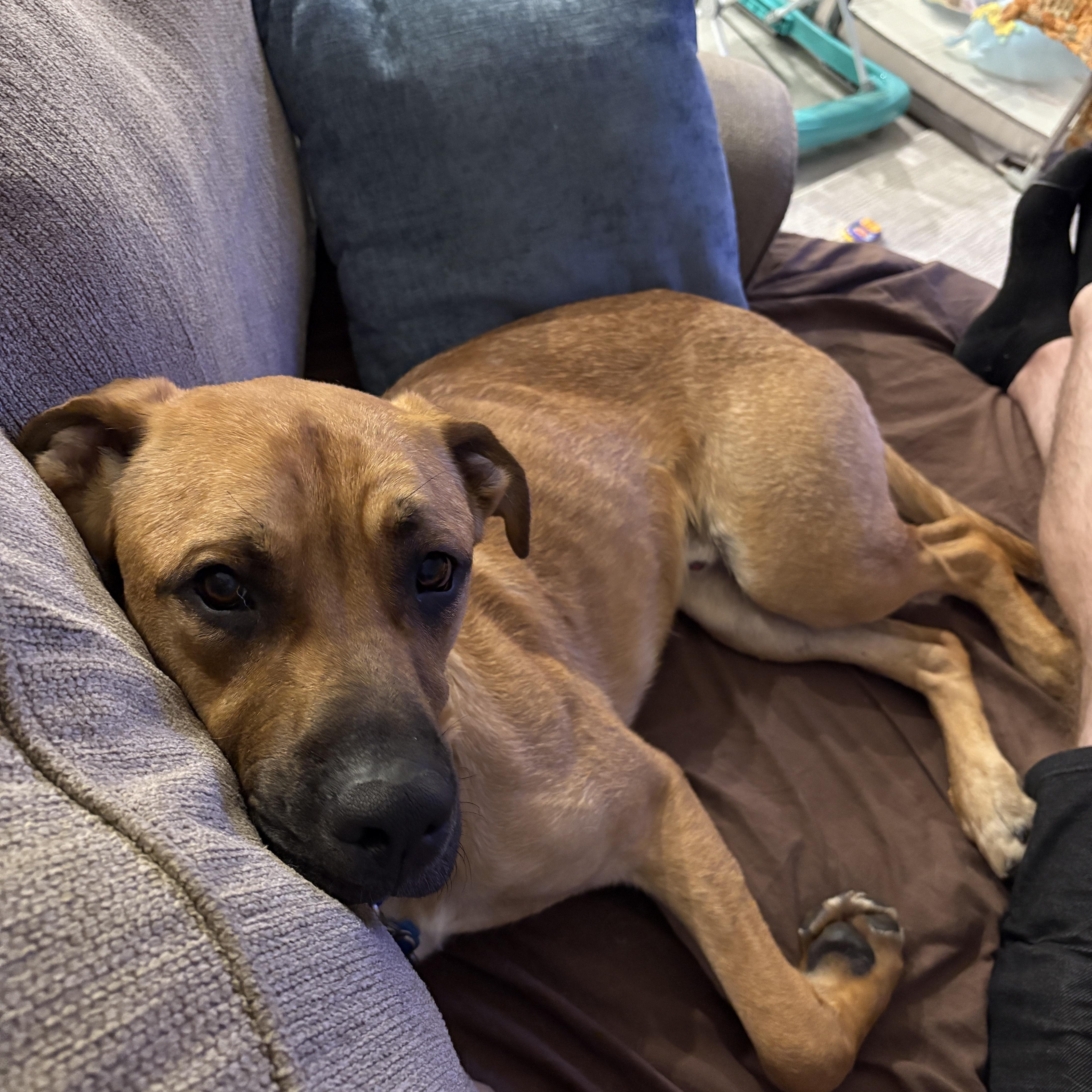 Dunkin (courtesy post)