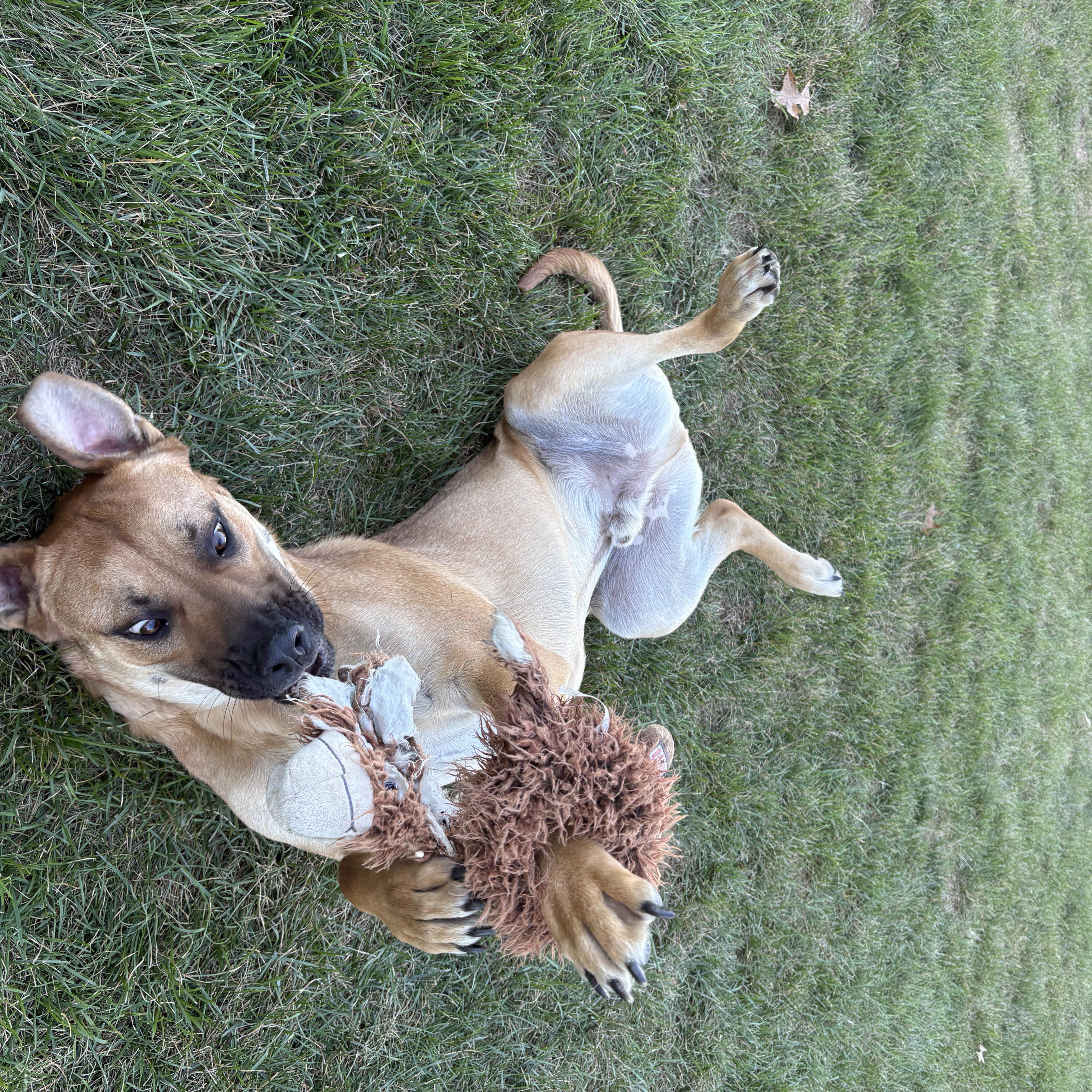 Dunkin (courtesy post)