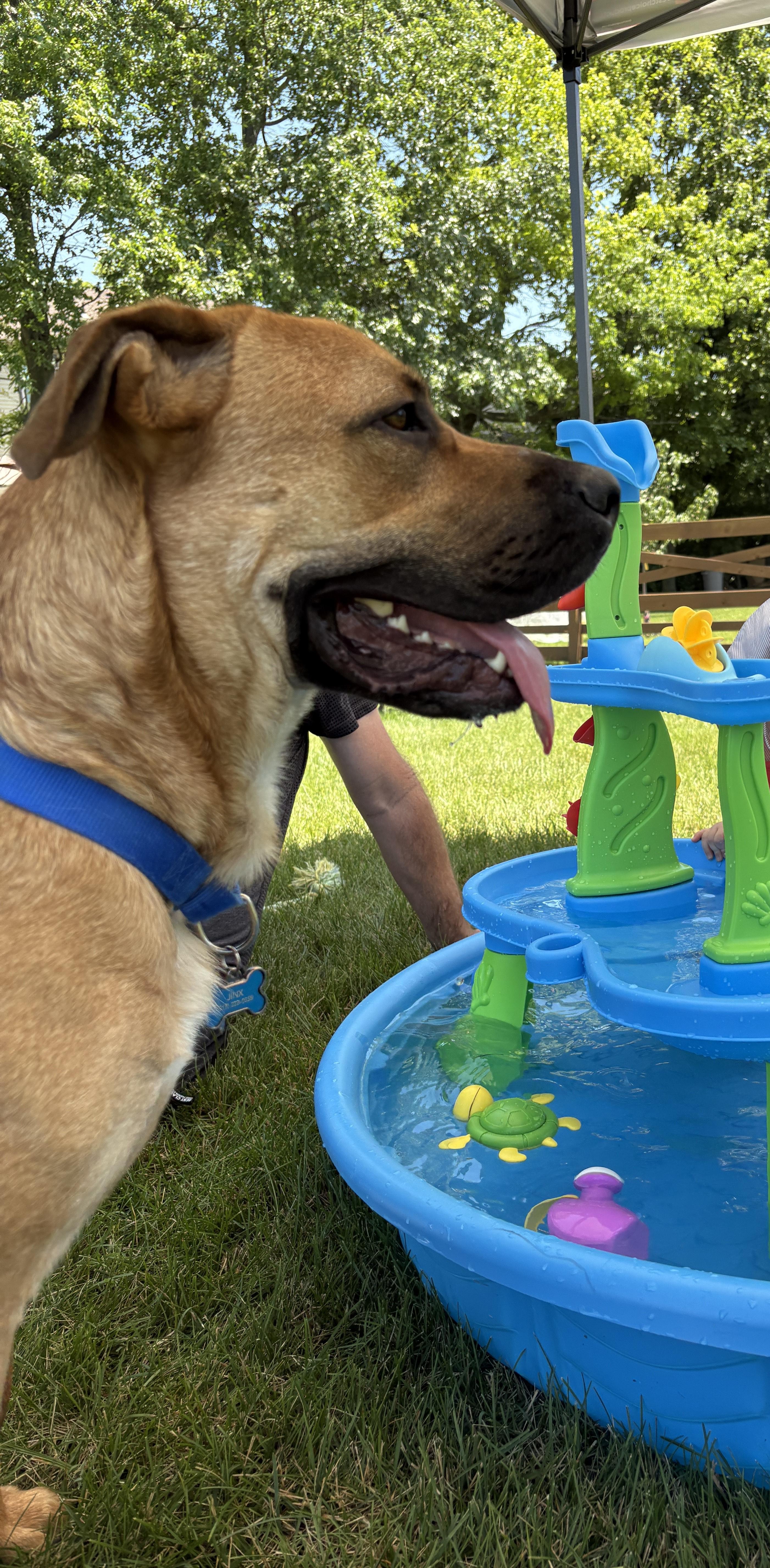 Dunkin (courtesy post)