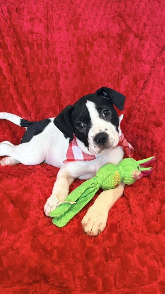 Baby Nellie , an adopted mixed breed in Marlton, NJ image 2/5