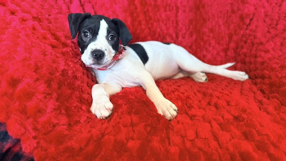 Baby Nellie , an adopted mixed breed in Marlton, NJ image 3/5