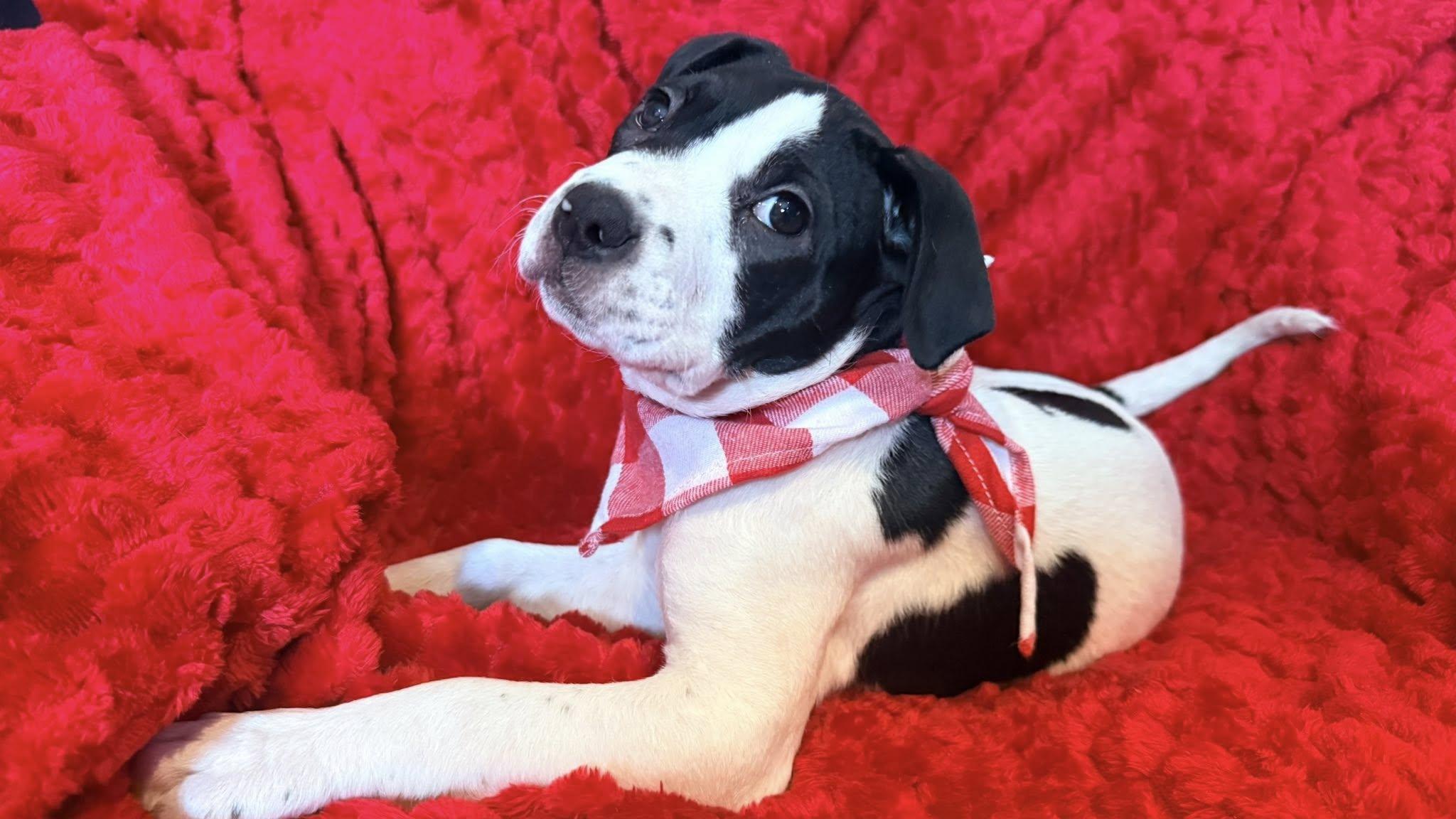 Baby Nellie , an adopted mixed breed in Marlton, NJ image 4/5