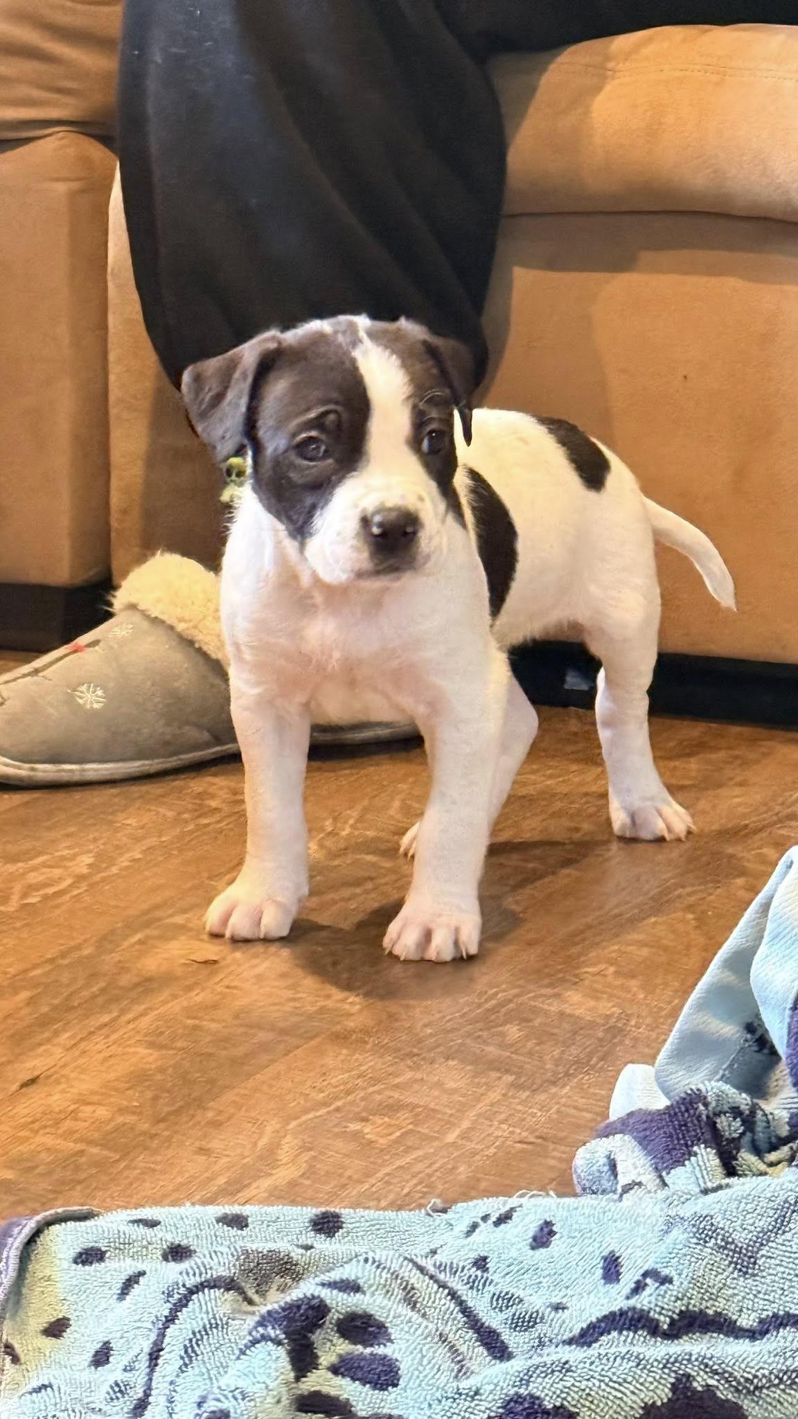 Baby Nellie , an adopted mixed breed in Marlton, NJ image 5/5