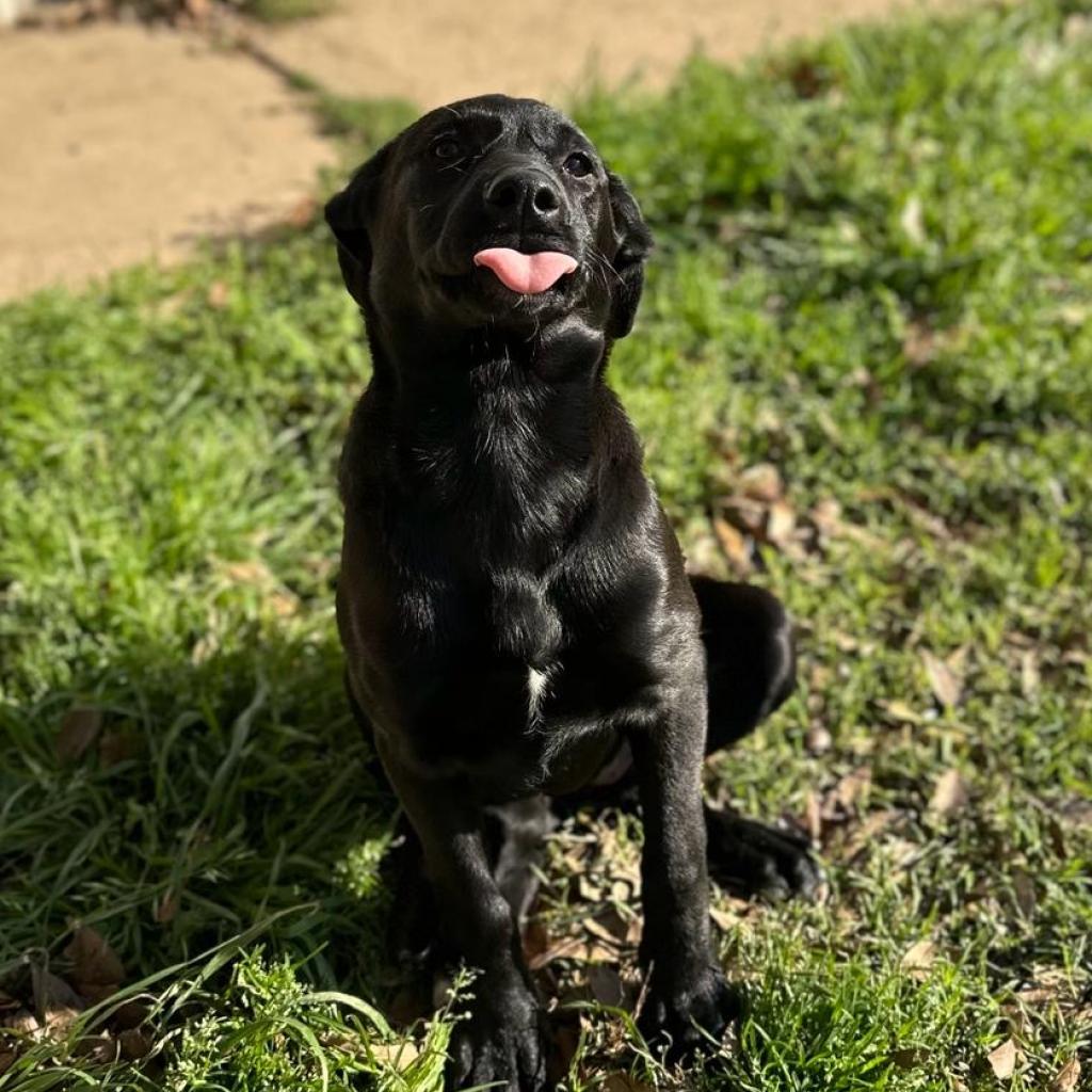 Enlarge Xena aka Rachel, a Adoptable mixed breed in Wadena, MN image 2/6