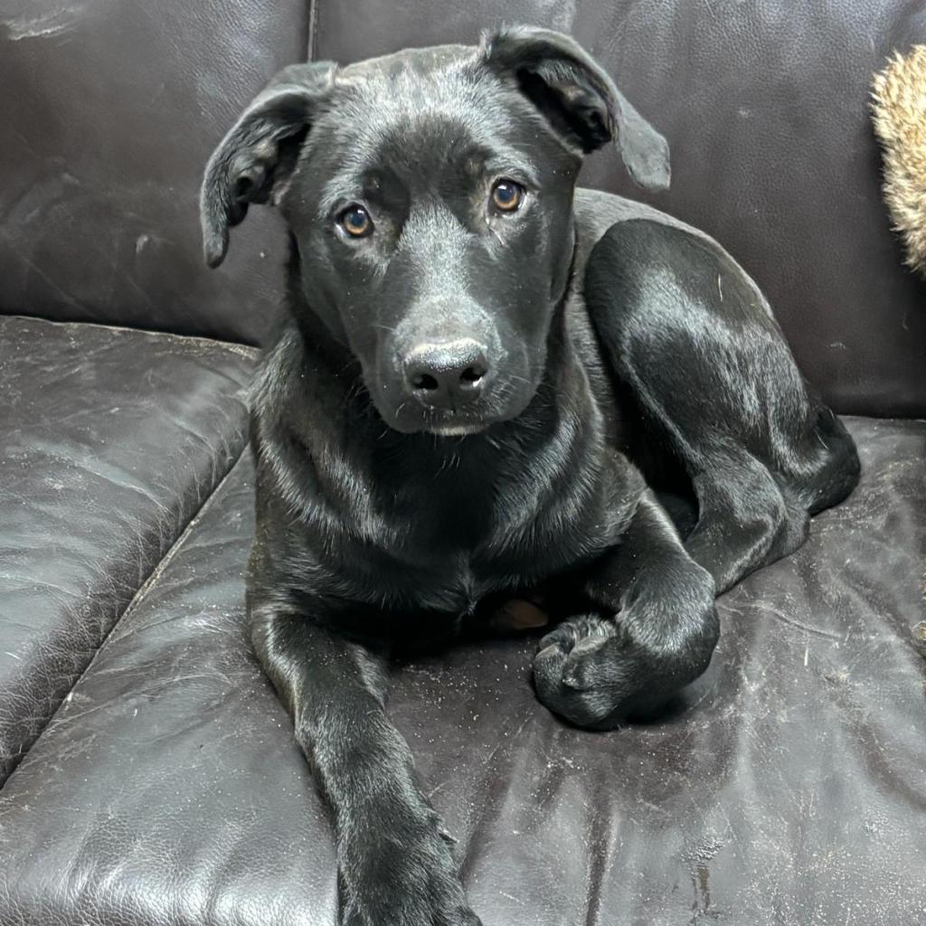 Enlarge Xena aka Rachel, a Adoptable mixed breed in Wadena, MN image 3/6