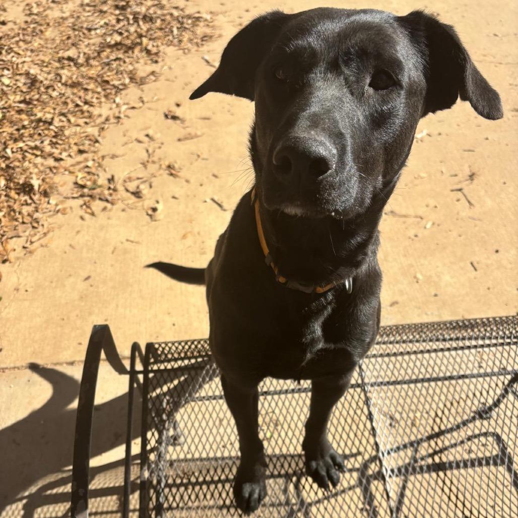 Enlarge Xena aka Rachel, a Adoptable mixed breed in Wadena, MN image 5/6