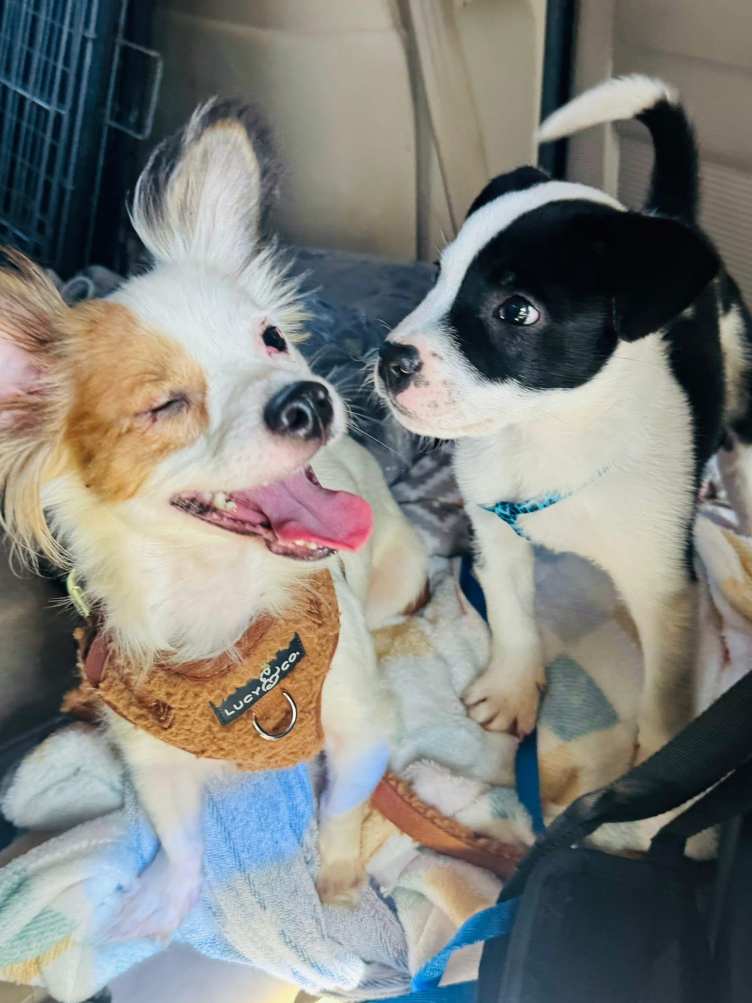 Woody, an adoptable Papillon in Palm City, FL, 34990 | Photo Image 4