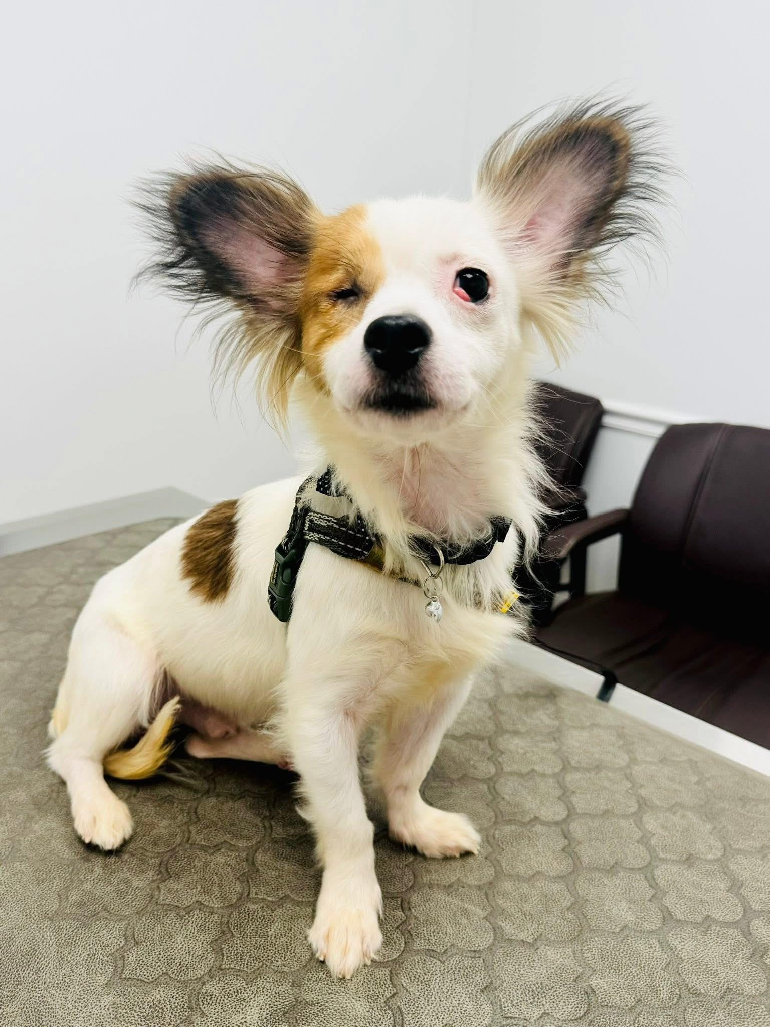 Woody, an adoptable Papillon in Palm City, FL, 34990 | Photo Image 3