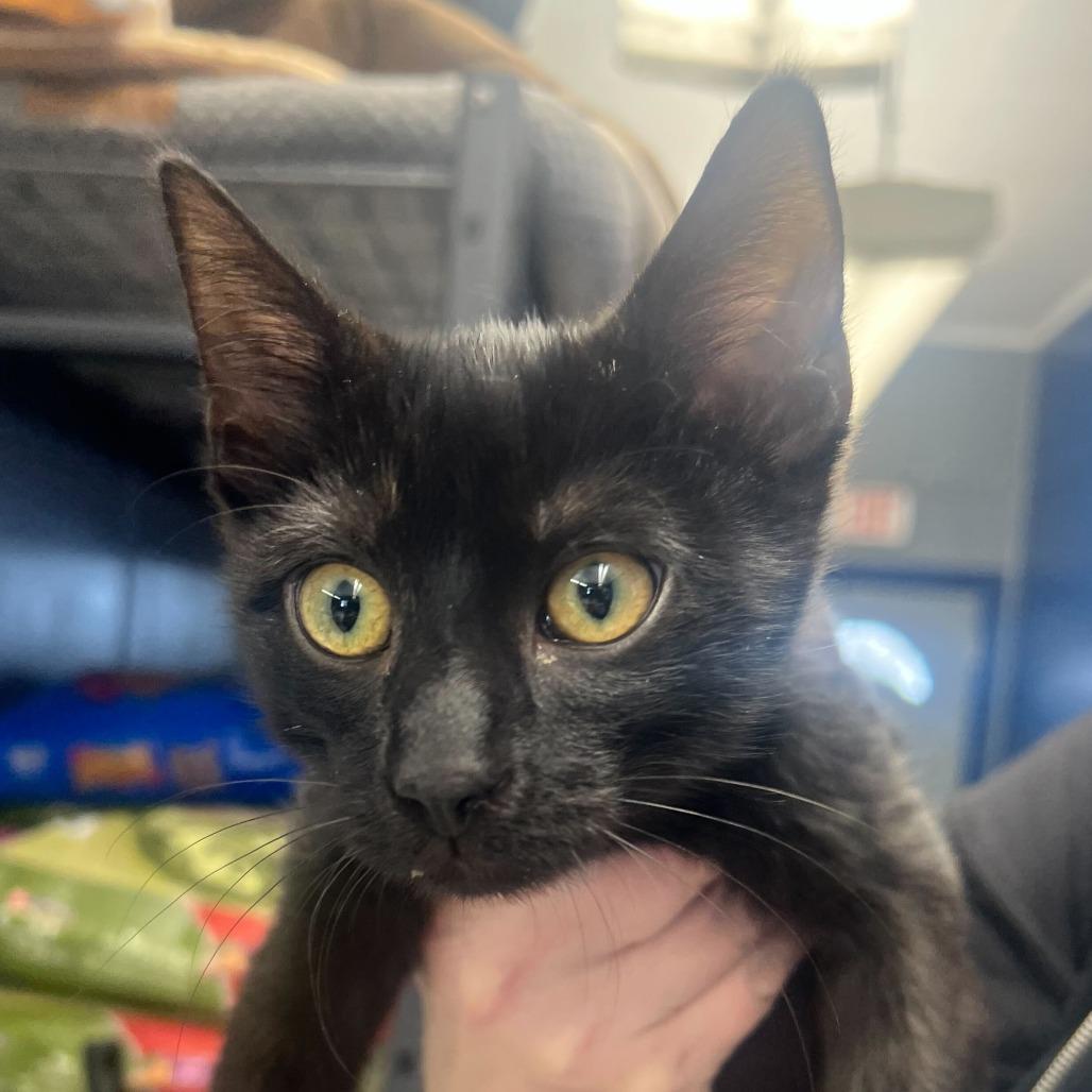 Biscuits, Adoptable, Kitten Male Domestic Short Hair.