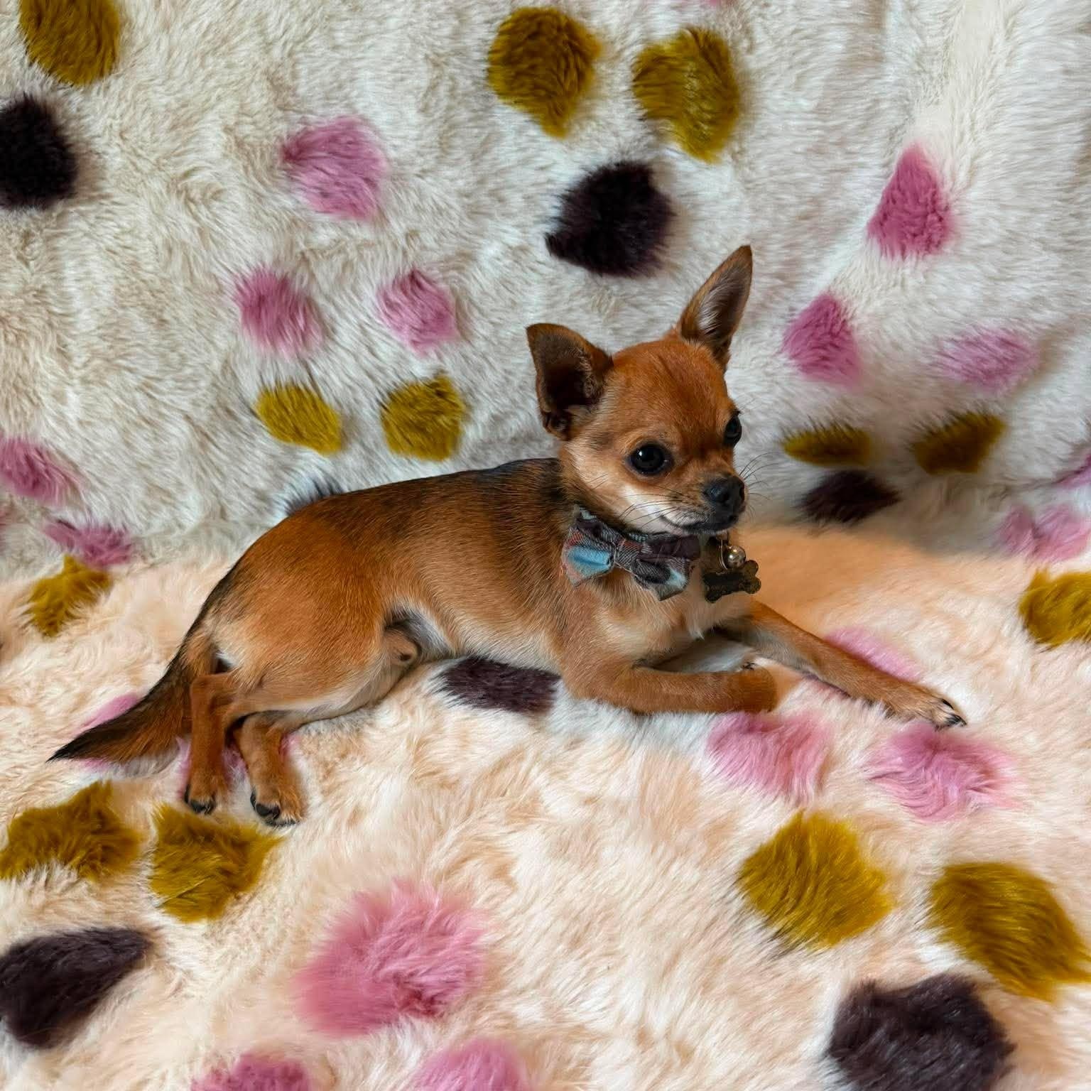 Bowie, adopted, Young Male Chihuahua.