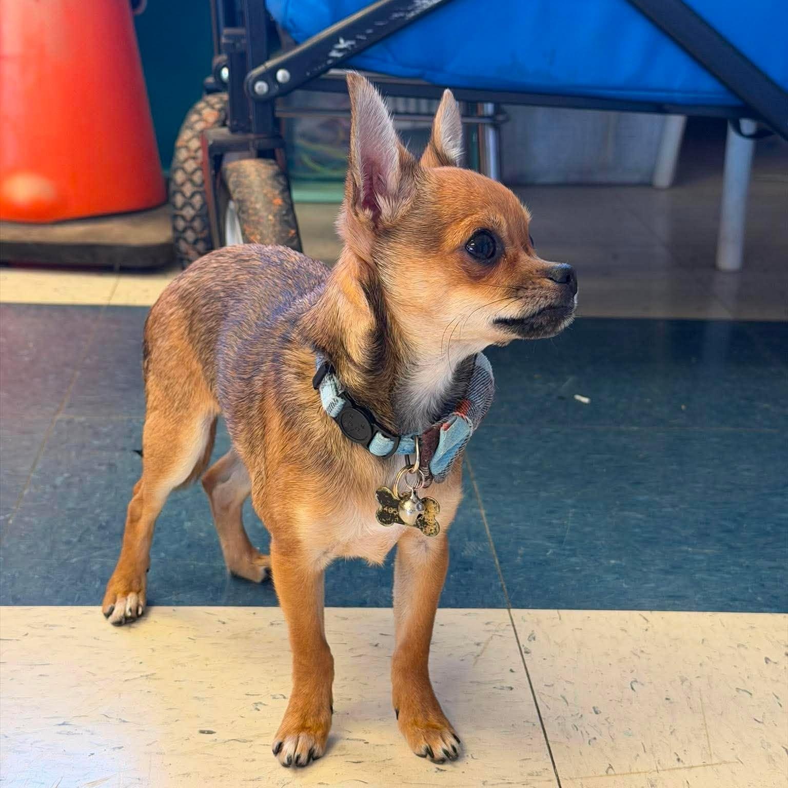 Bowie, an adopted mixed breed in Oklahoma City, OK image 2/6