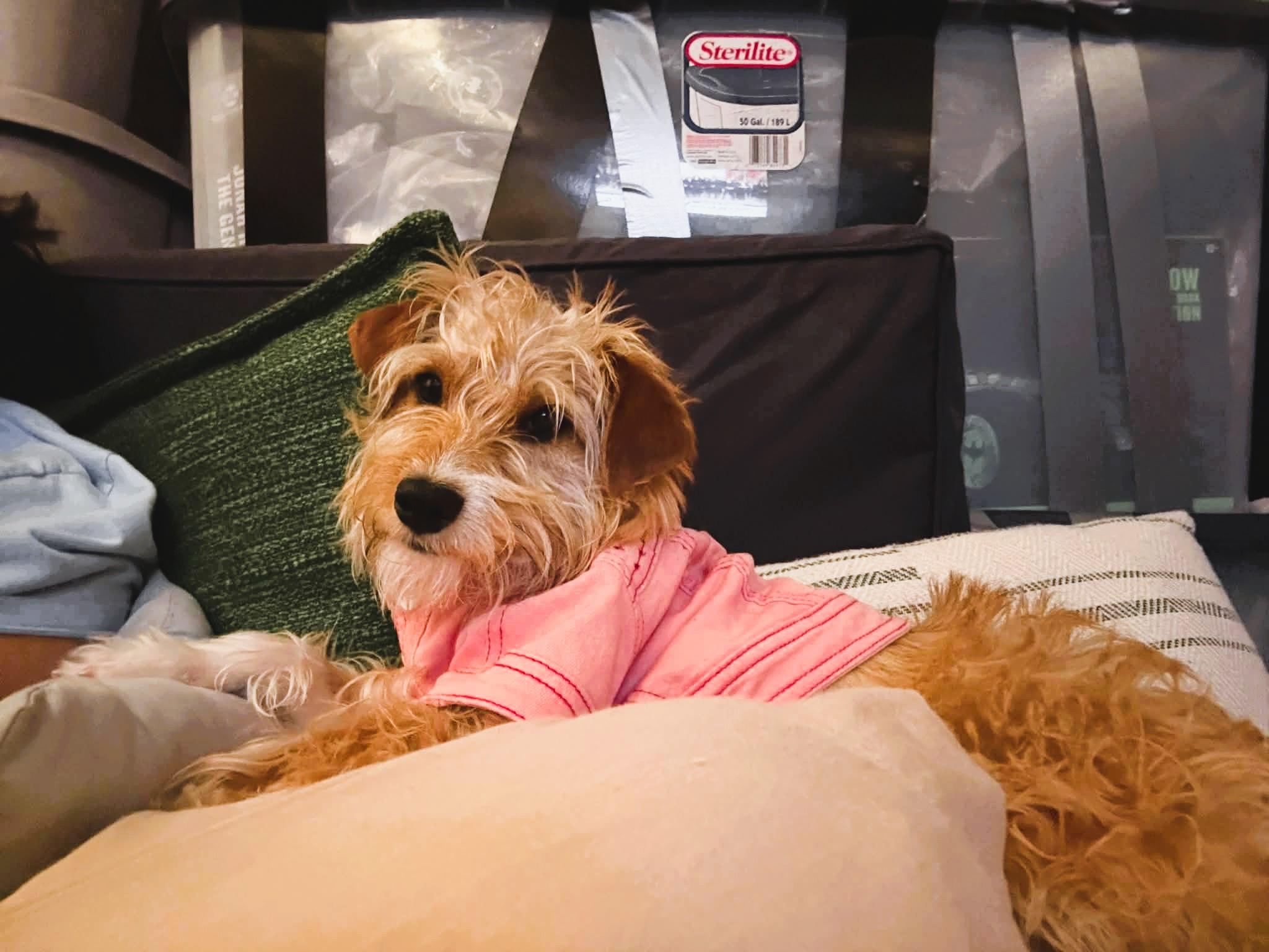 Enlarge Rosie , a Adoptable mixed breed in Mill Valley, CA image 1/6