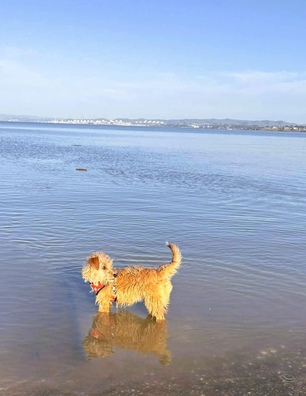 Enlarge Rosie , a Adoptable mixed breed in Mill Valley, CA image 3/6