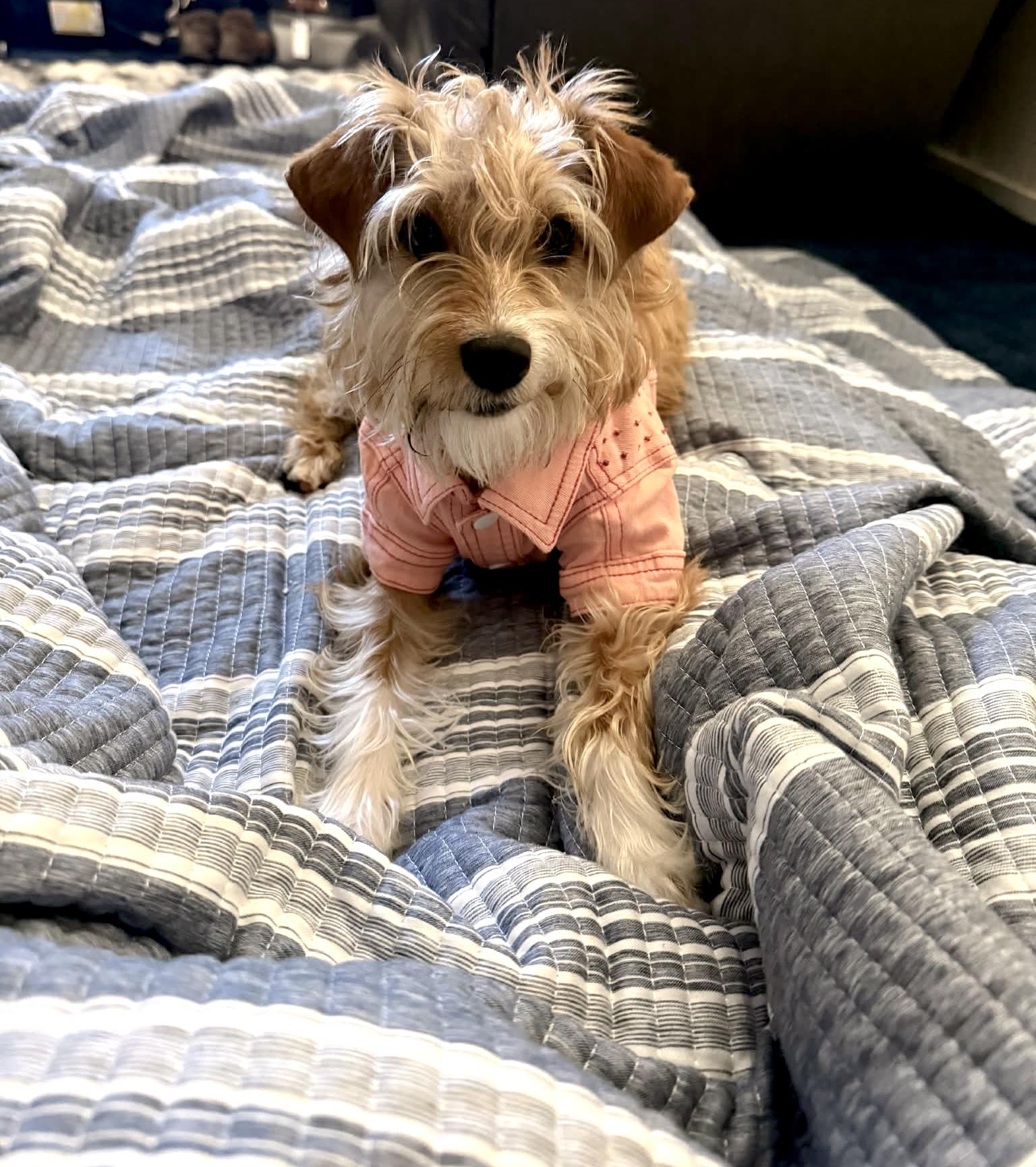 Enlarge Rosie , a Adoptable mixed breed in Mill Valley, CA image 4/6