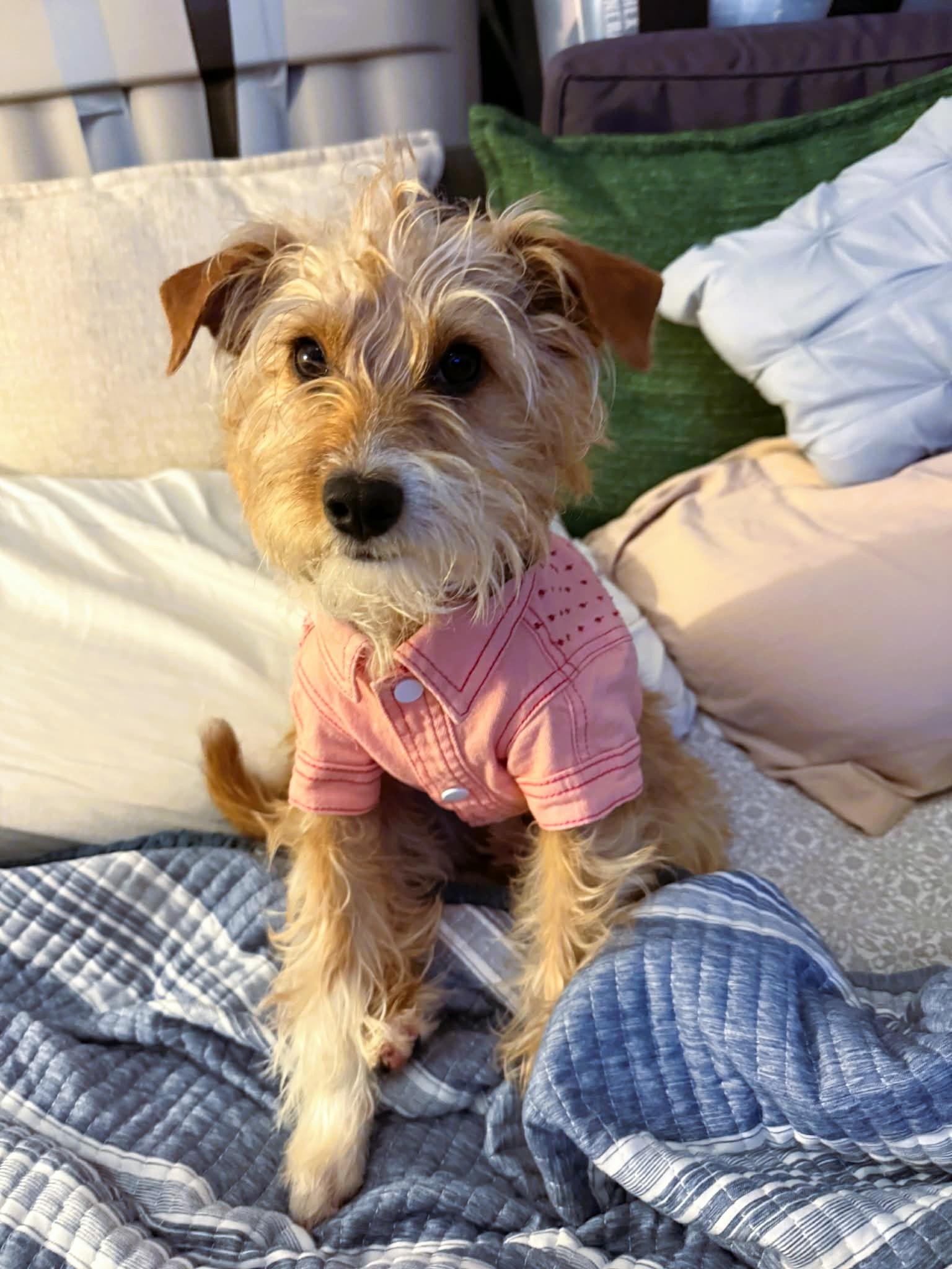 Enlarge Rosie , a Adoptable mixed breed in Mill Valley, CA image 2/6