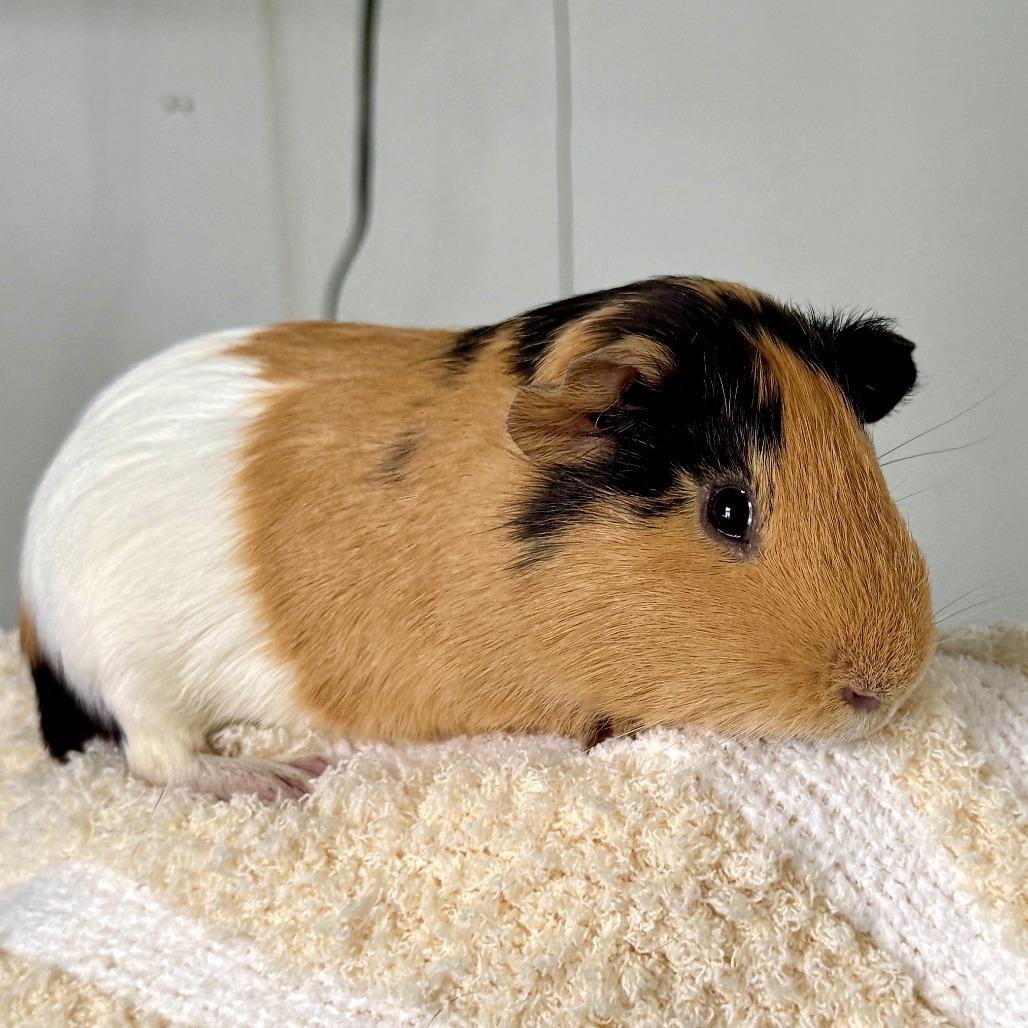 Reagan, Adoptable, Young Male Guinea Pig.