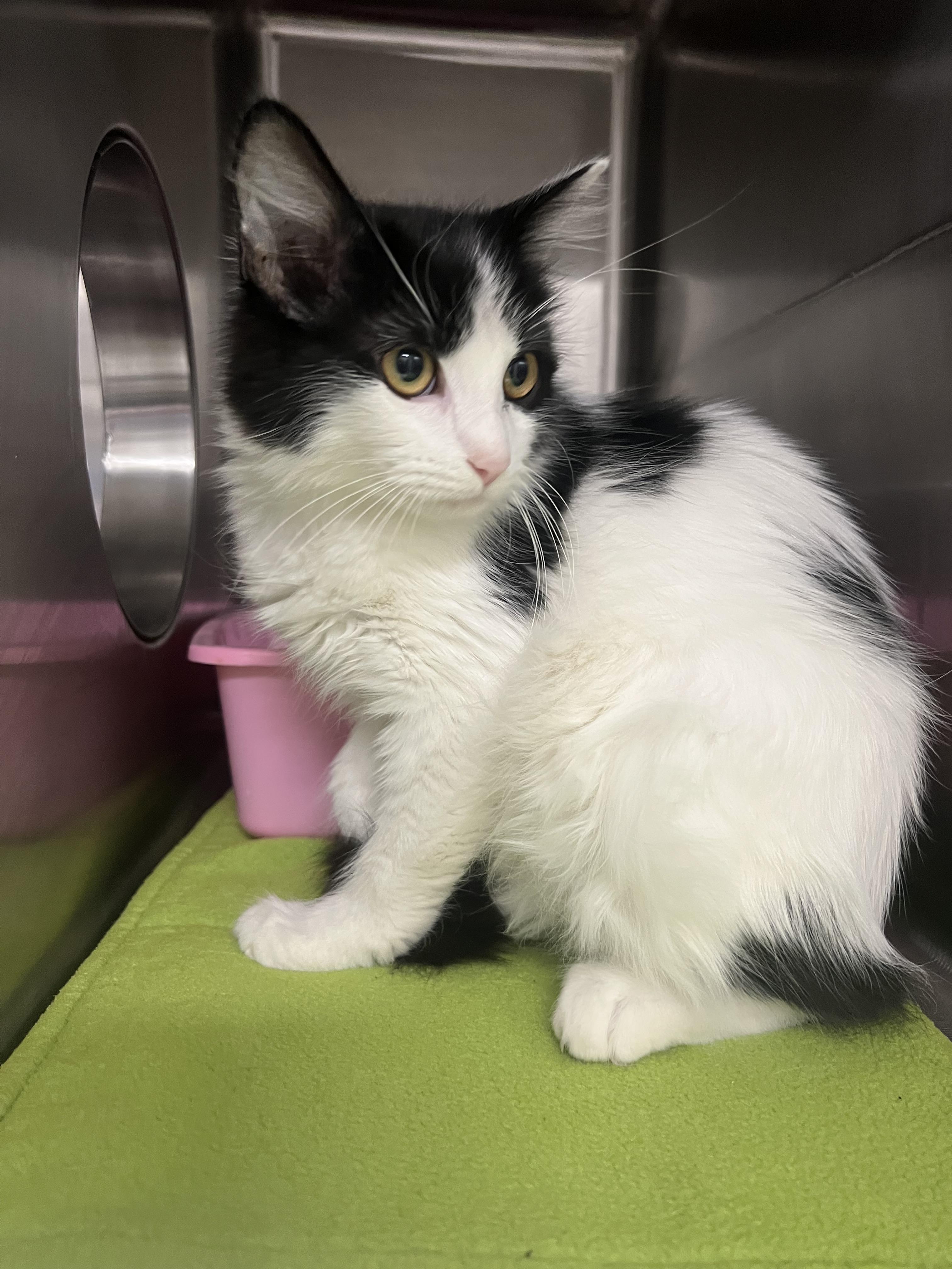 Dolly, Adoptable, Kitten Female Domestic Long Hair.