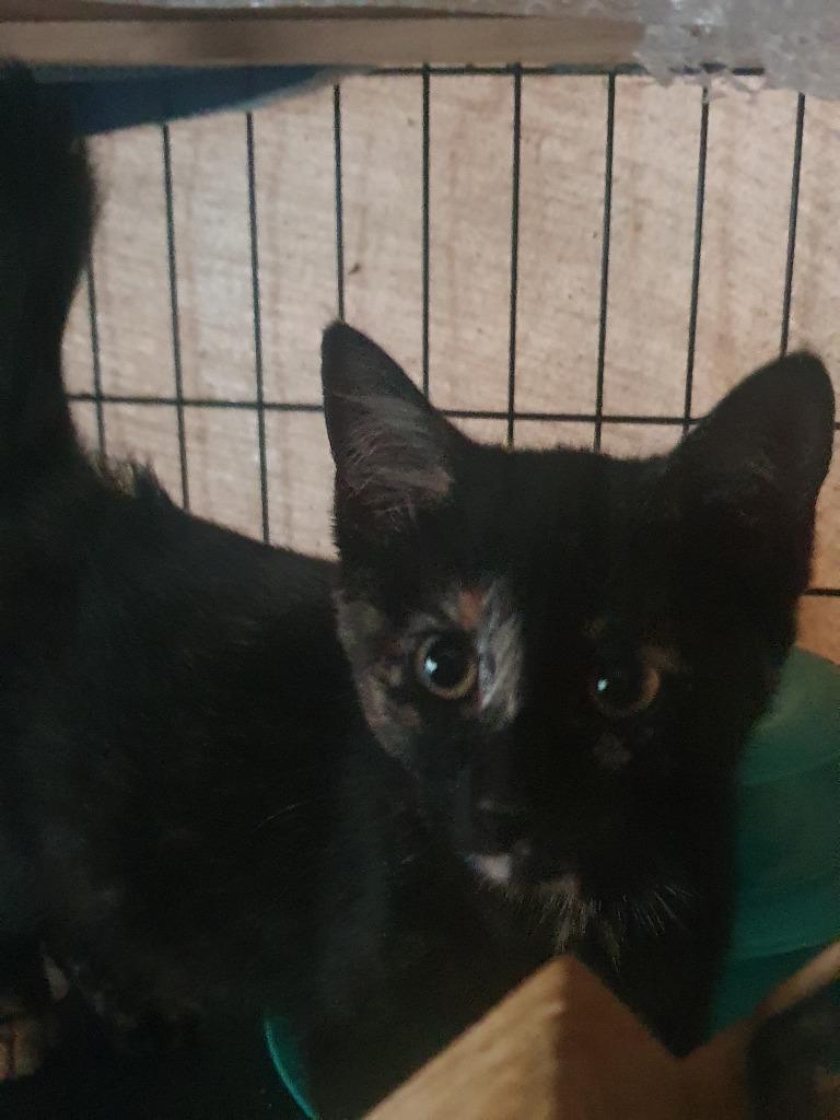 Lucy Ricardo, Adoptable, Young Female Domestic Short Hair.