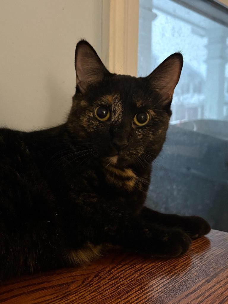 Enlarge Lucy Ricardo, a Adoptable mixed breed in Parkville, MD image 2/3