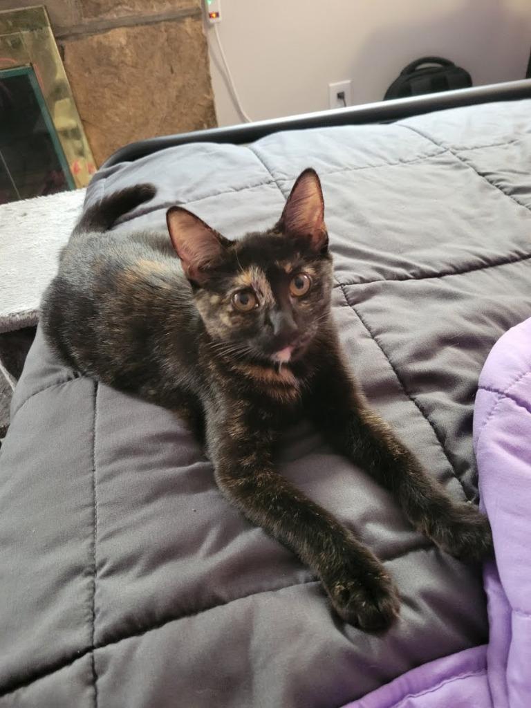 Enlarge Lucy Ricardo, a Adoptable mixed breed in Parkville, MD image 3/3