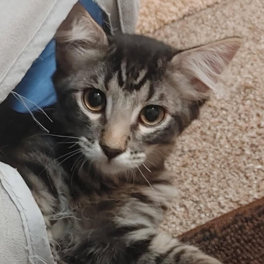 Cruz, Adoptable, Kitten Male Domestic Medium Hair.