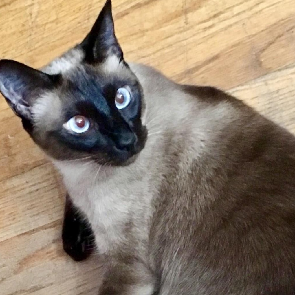 Amanda, ADOPTABLE, Senior Female Siamese.