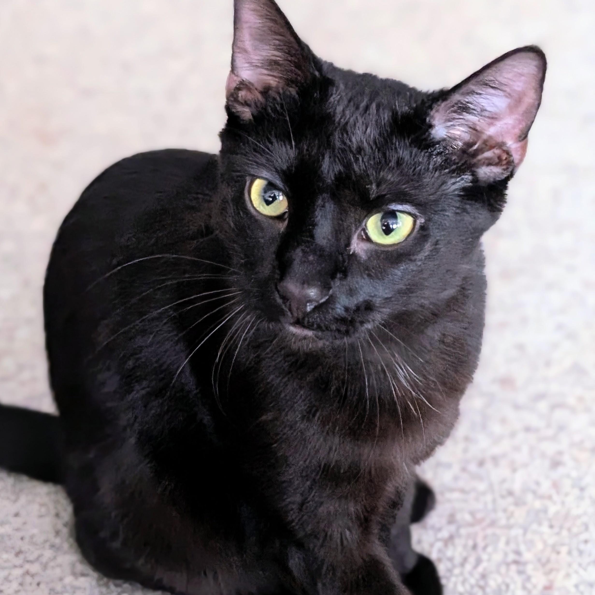 Enlarge Neptune, a Adoptable Domestic Short Hair in Johnsburg, IL image 3/5
