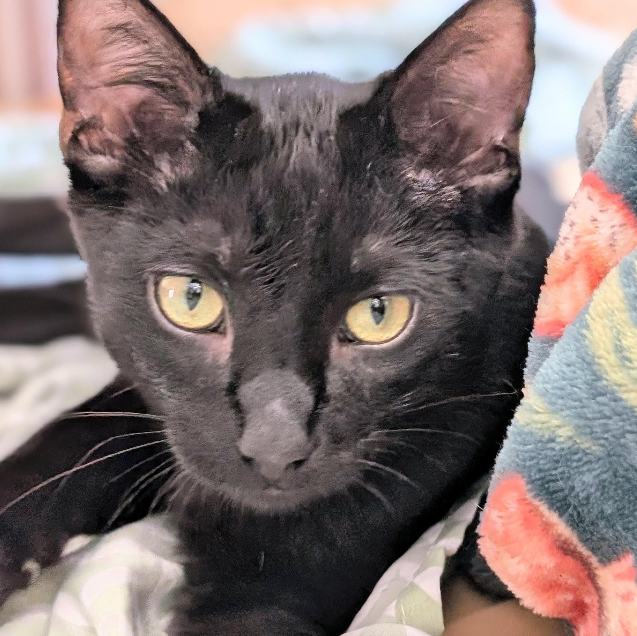 Neptune, a Adoptable Domestic Short Hair in Johnsburg, IL image 3/4