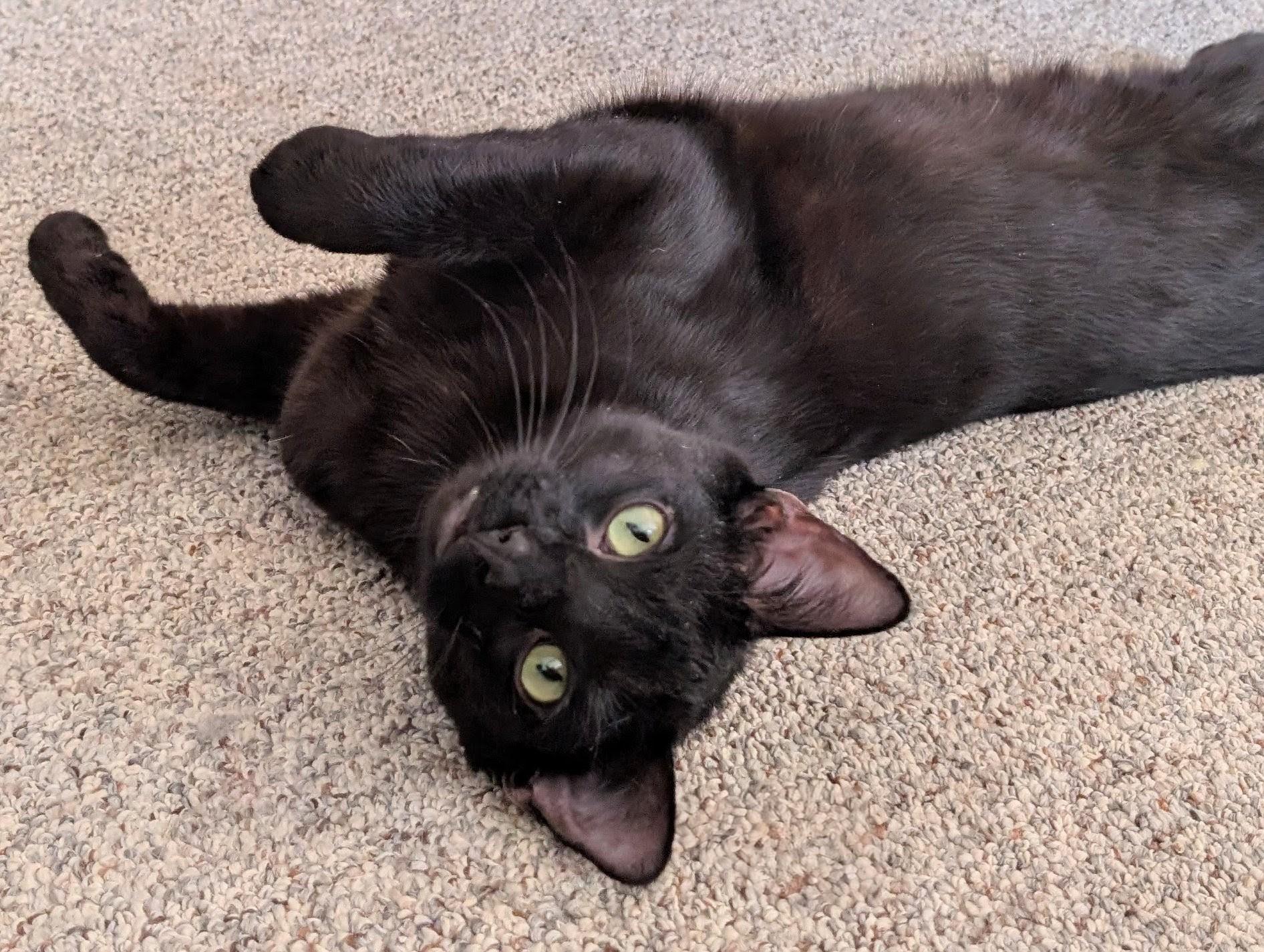 Neptune, Adoptable, Young Male Domestic Short Hair.