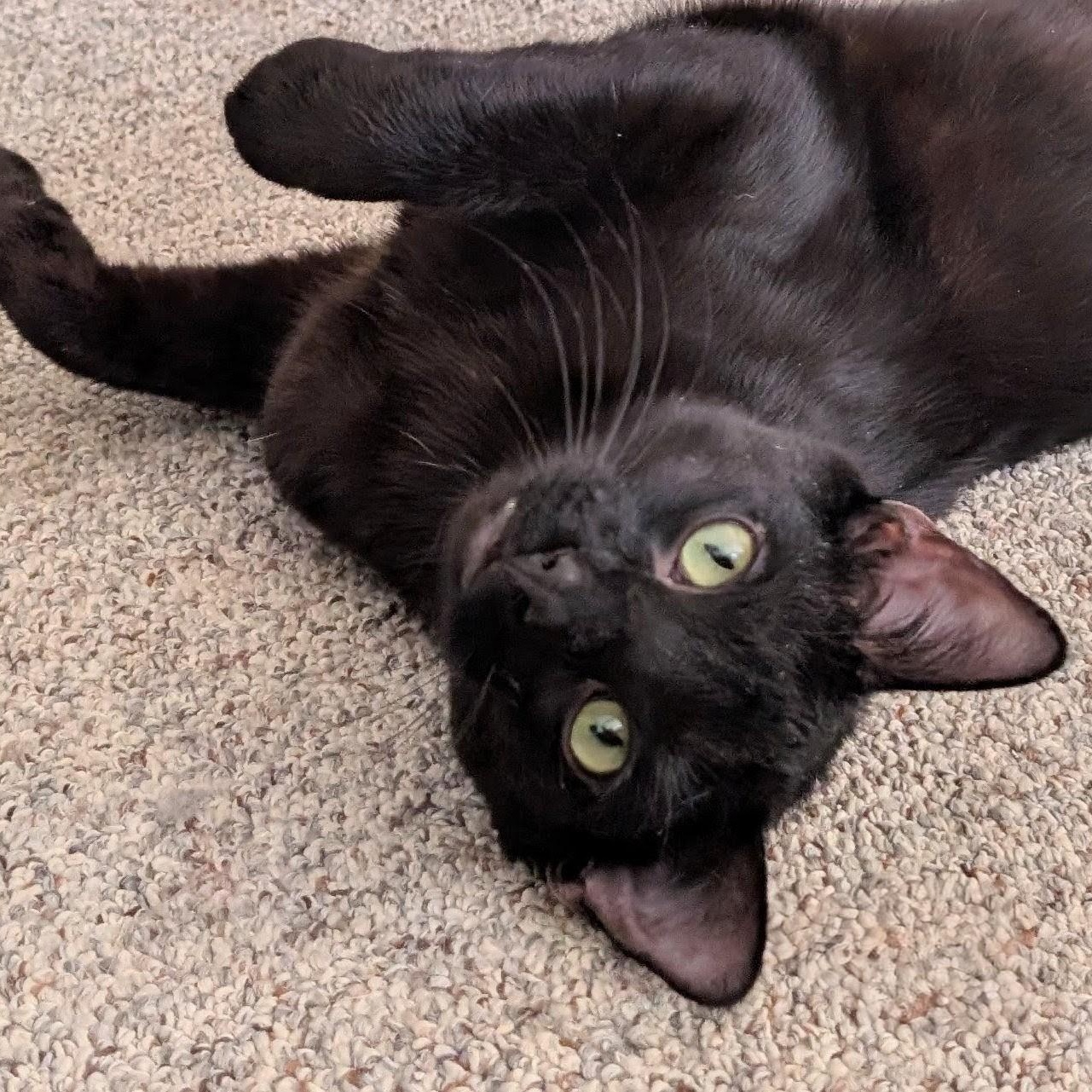 Enlarge Neptune, a Adoptable Domestic Short Hair in Johnsburg, IL image 1/5