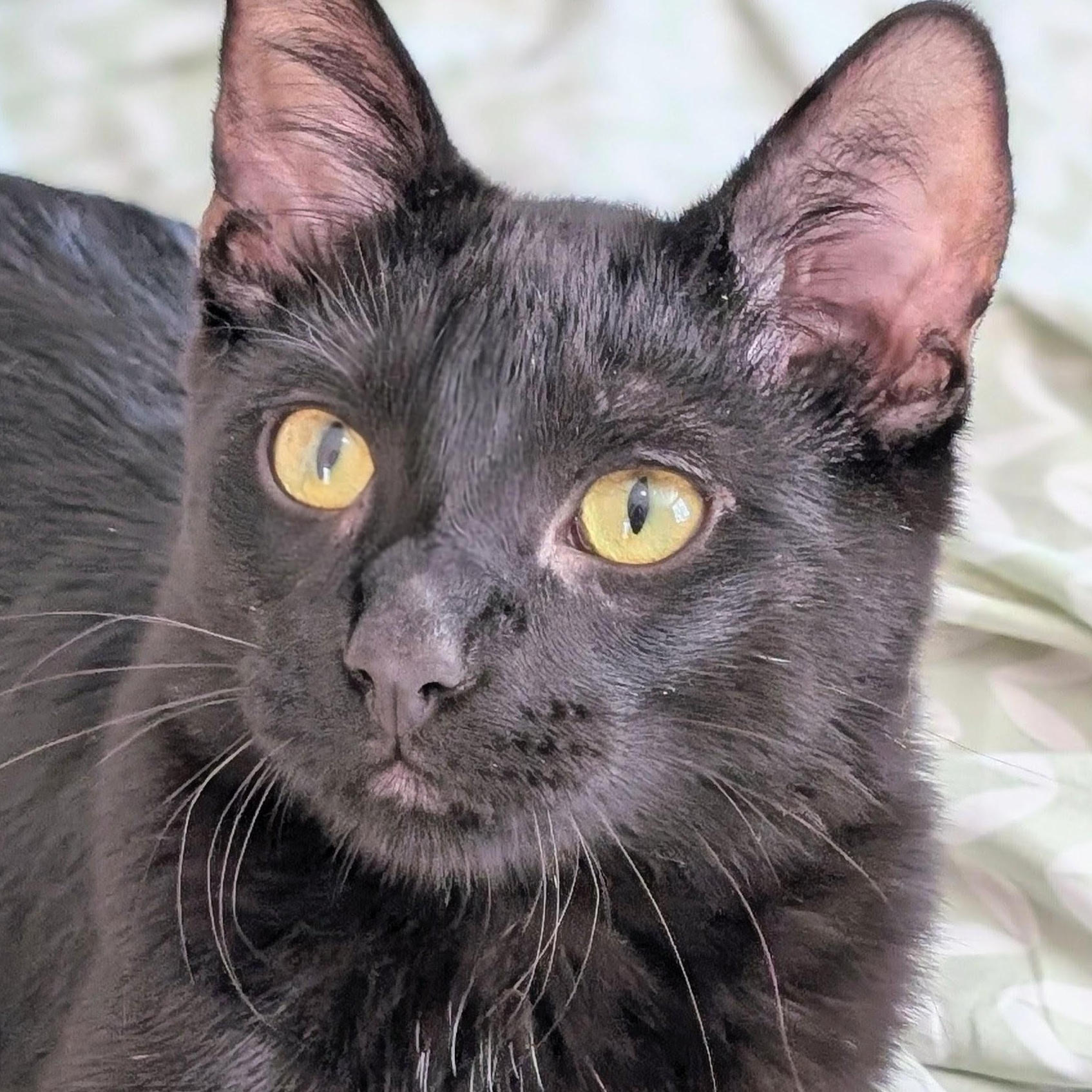 Neptune, a Adoptable Domestic Short Hair in Johnsburg, IL image 1/4