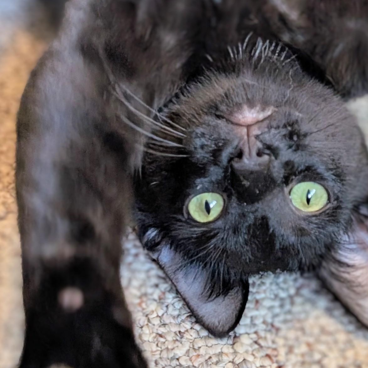 Neptune, a Adoptable Domestic Short Hair in Johnsburg, IL image 2/4