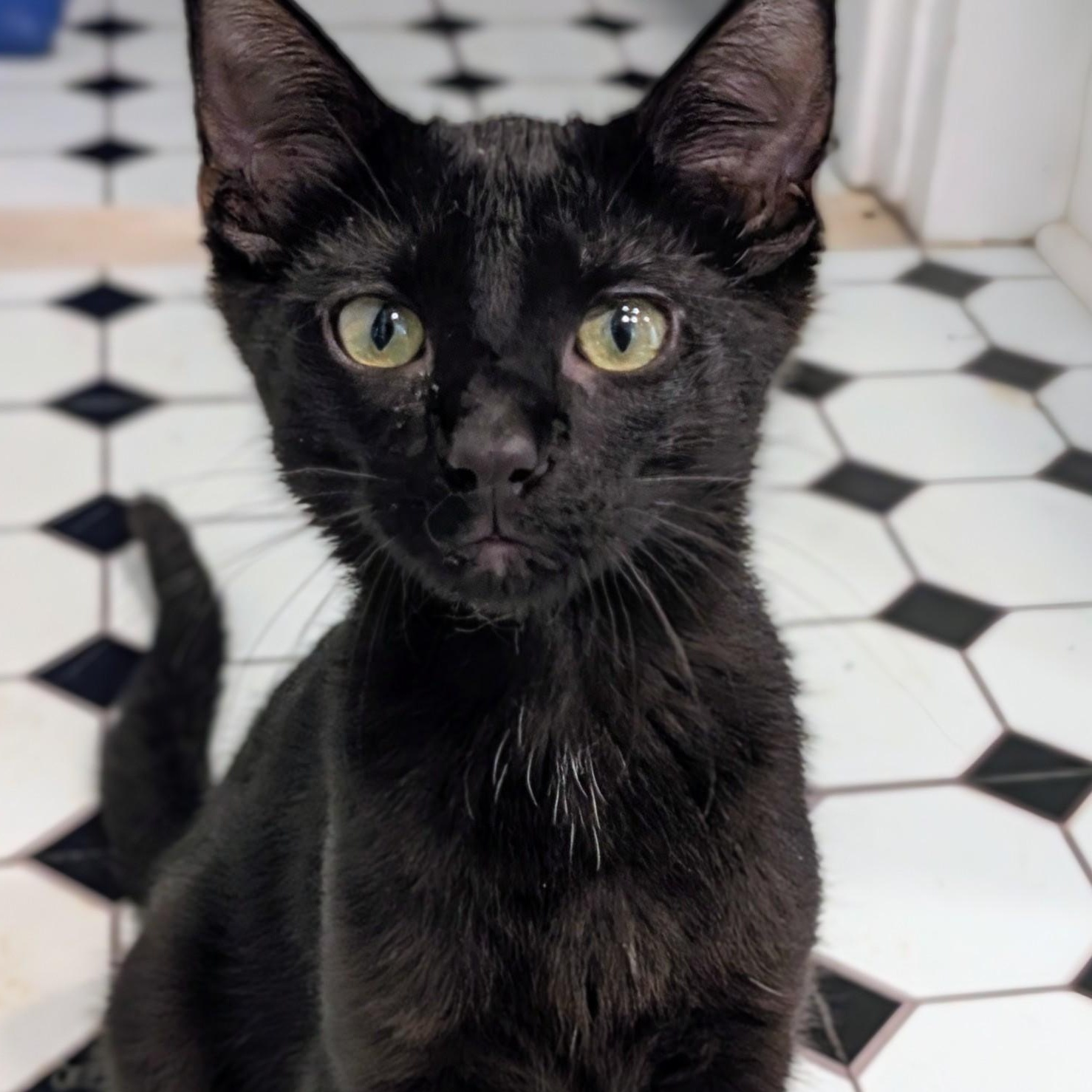 Neptune, a Adoptable Domestic Short Hair in Johnsburg, IL image 4/4