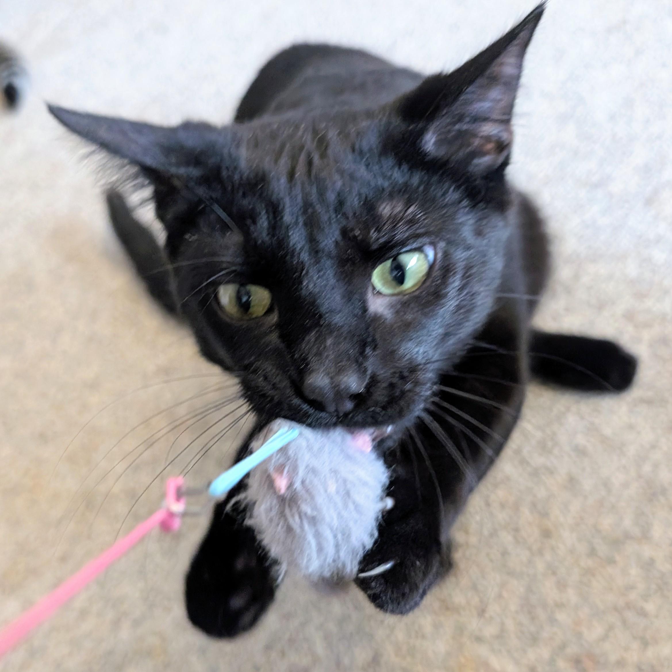Enlarge Neptune, a Adoptable Domestic Short Hair in Johnsburg, IL image 4/5