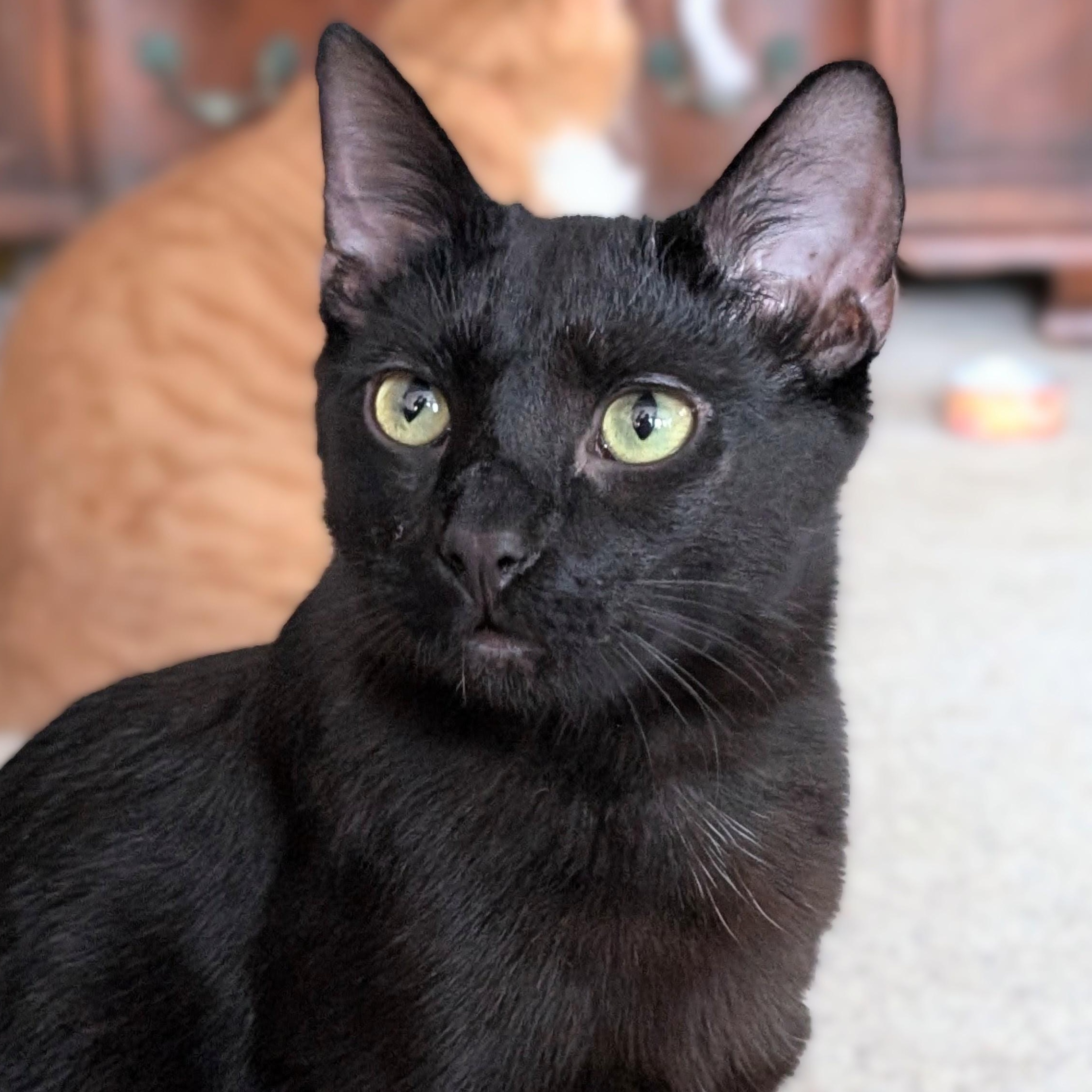 Enlarge Neptune, a Adoptable Domestic Short Hair in Johnsburg, IL image 1/5