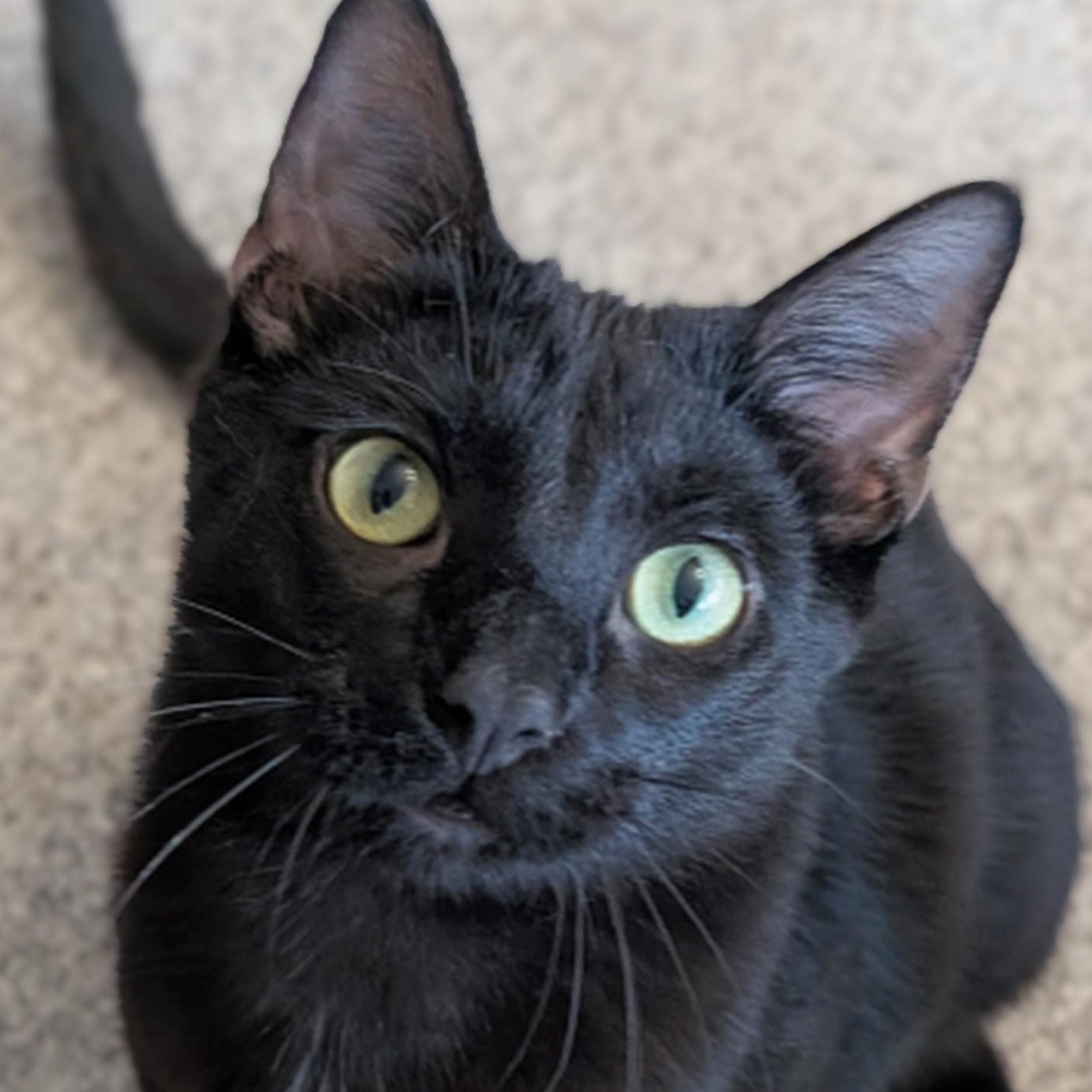 Enlarge Neptune, a Adoptable Domestic Short Hair in Johnsburg, IL image 2/5